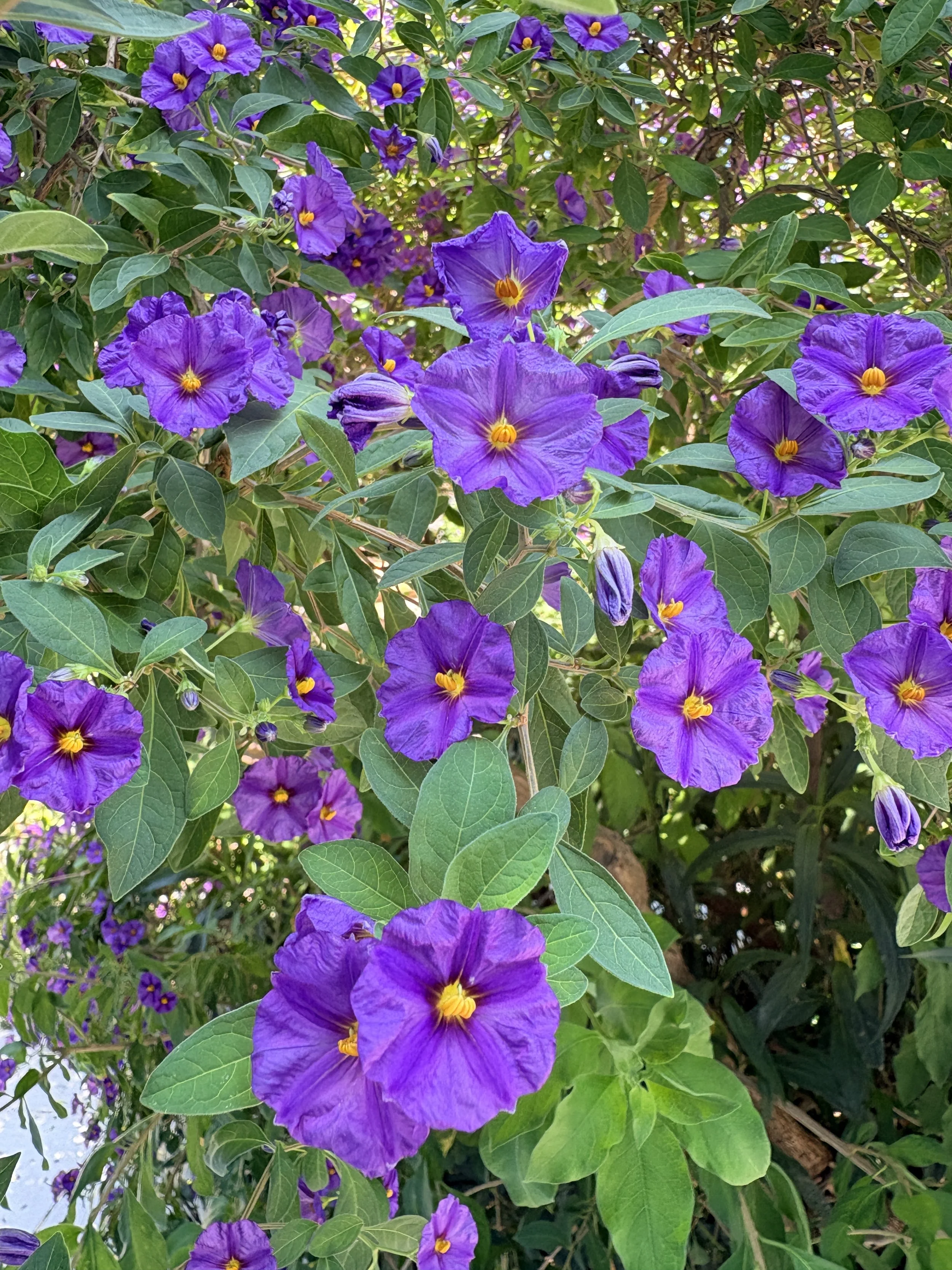 pretty purple flowers