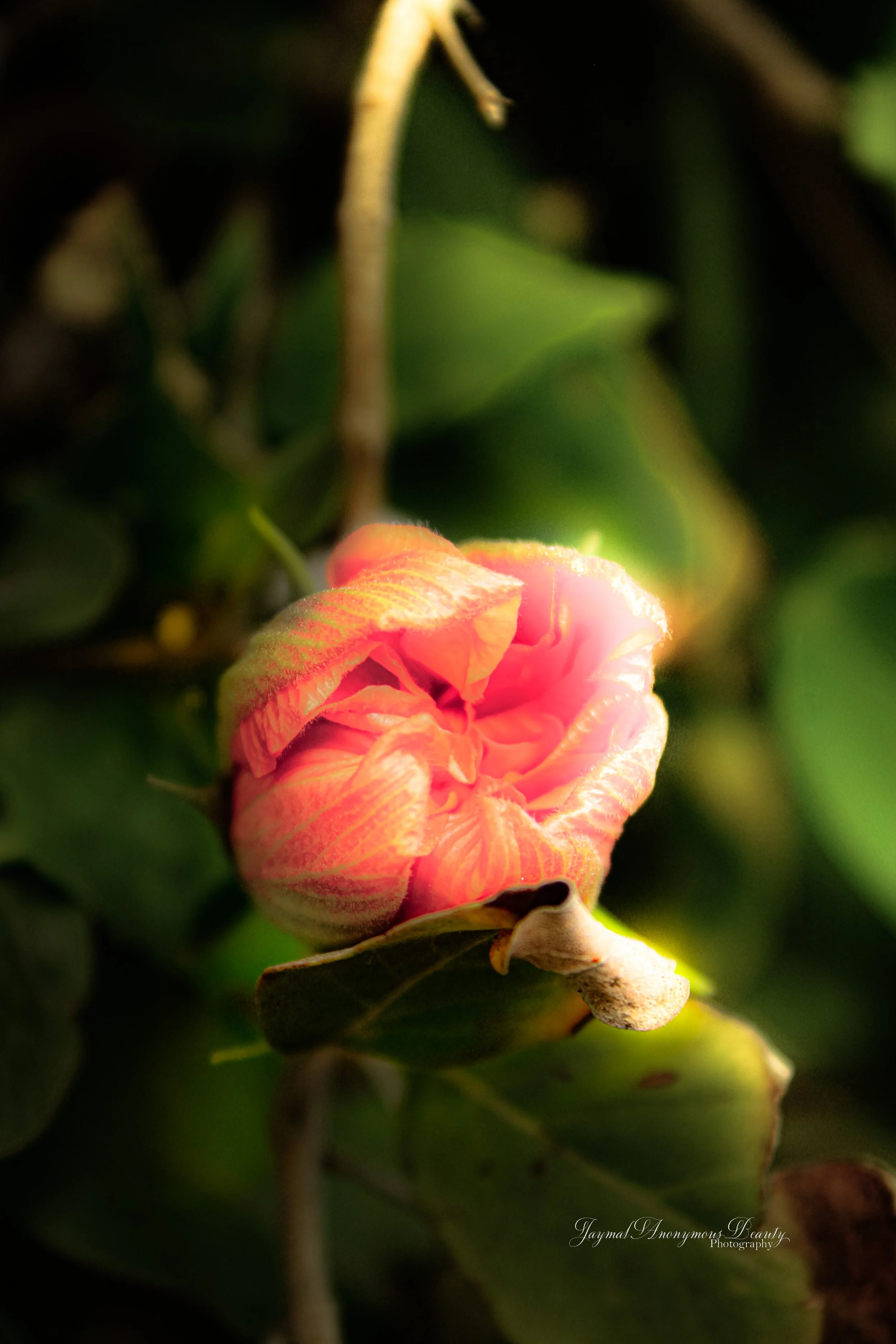 THE WONDERLAND BLOOM 