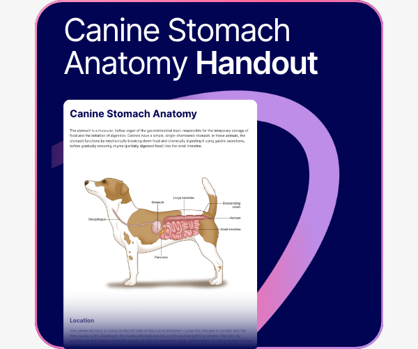 Canine Stomach Anatomy handouts.