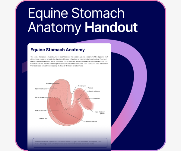 Equine Stomach Anatomy handouts