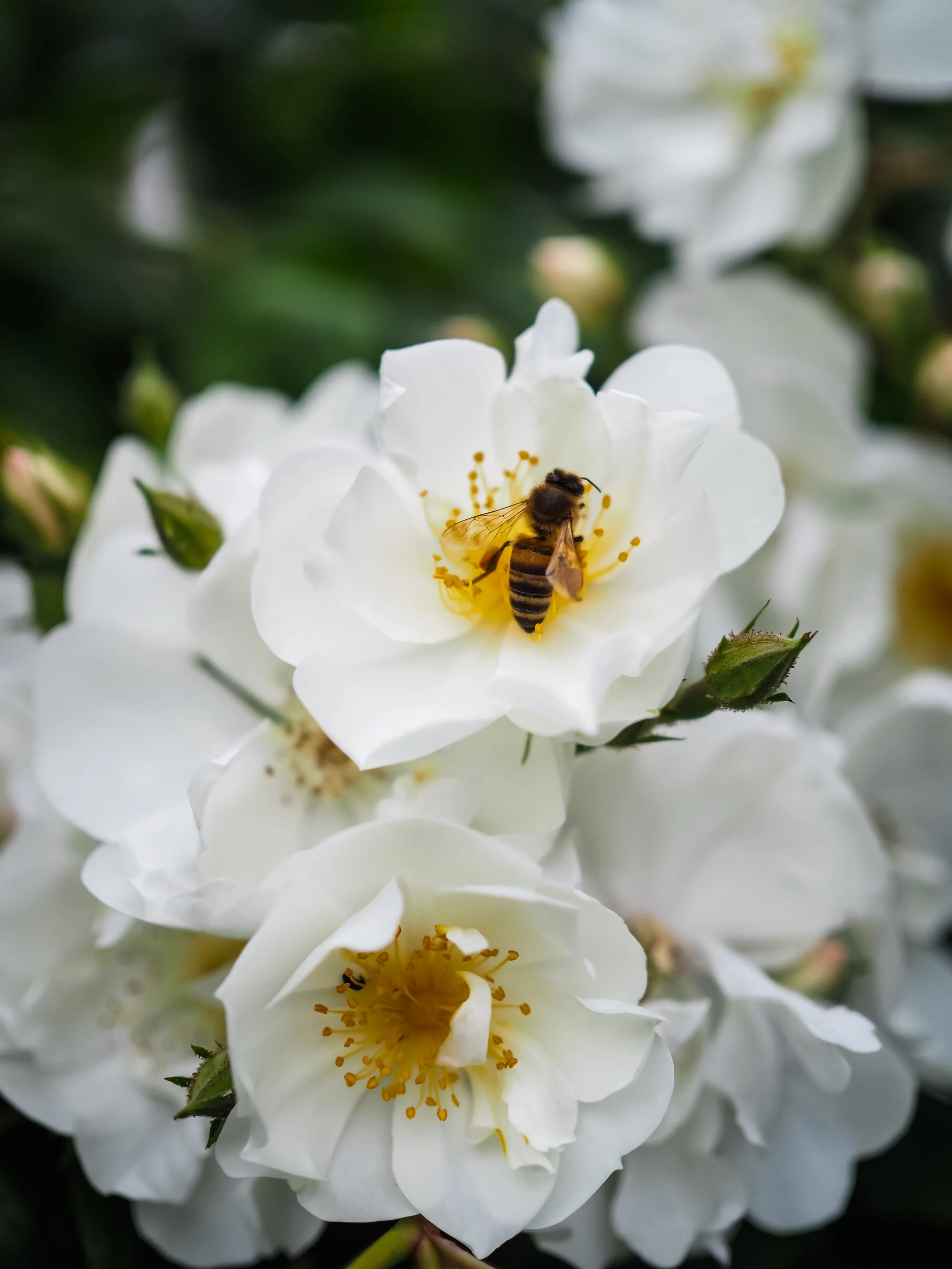 A bee on a white David Austin rose