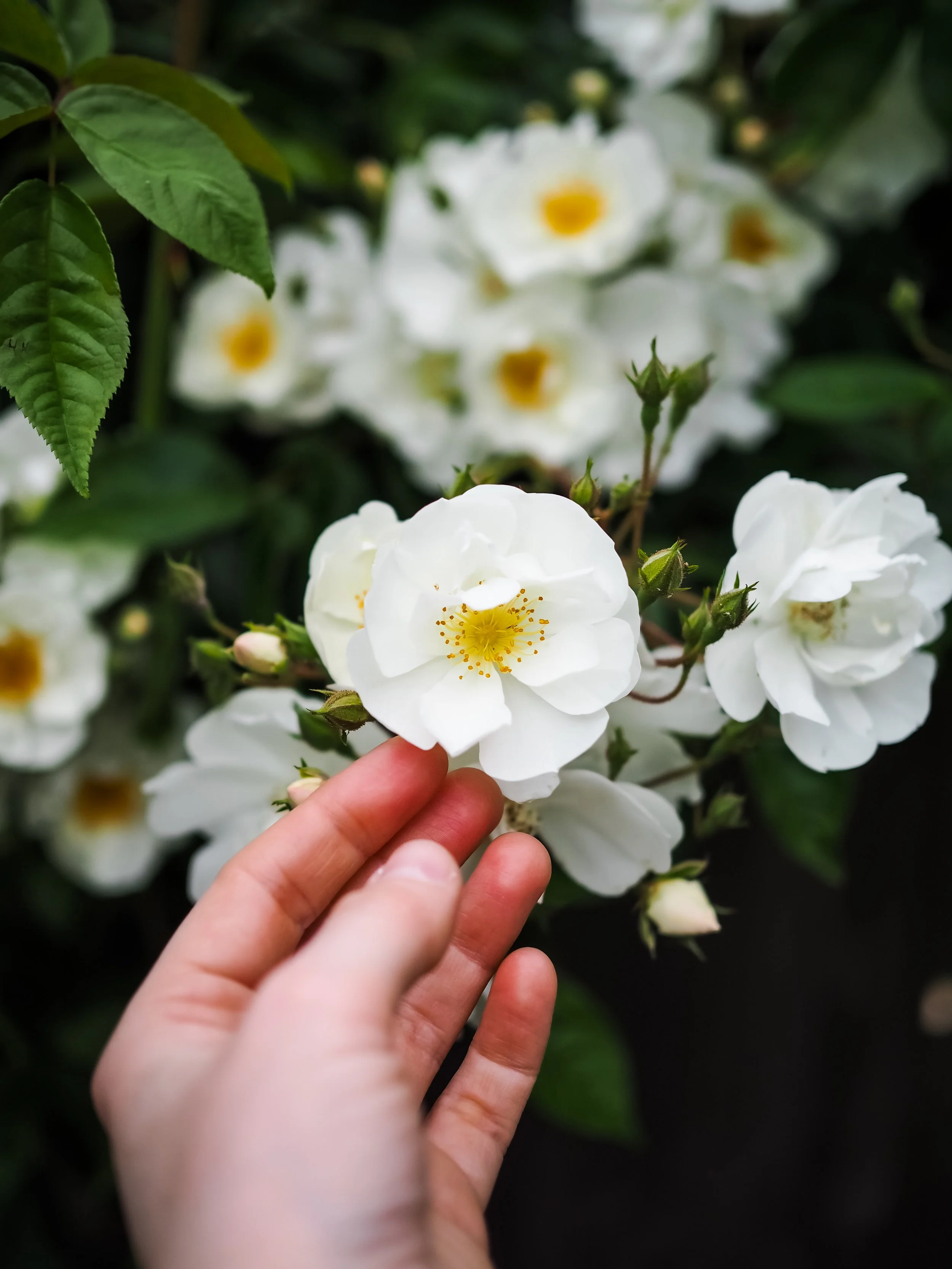 10 Nature Quotes That Have Inspired My Slow Living Journey