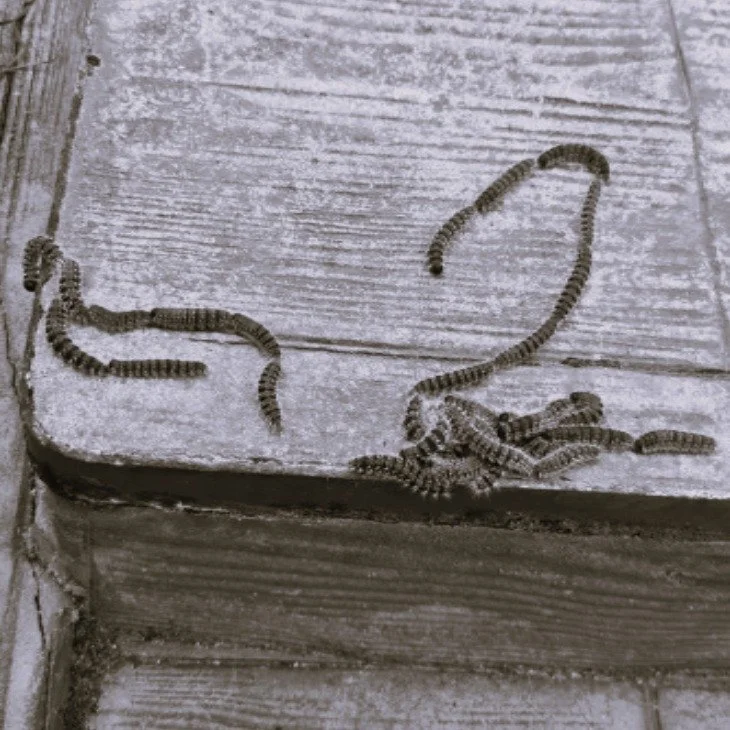 Episode 17. Processionaries: The Rash