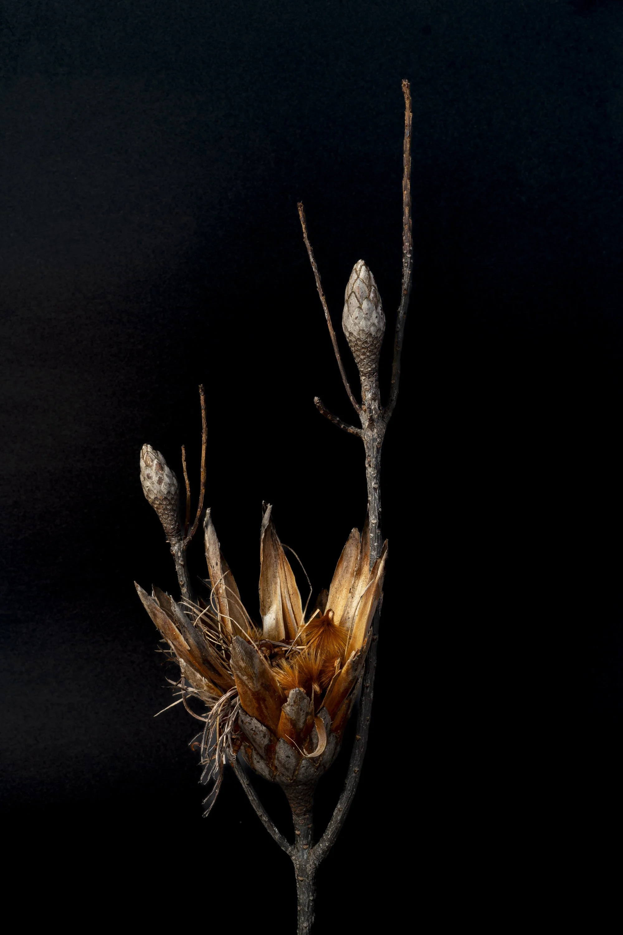 The Rebirth – Burnt Protea Study