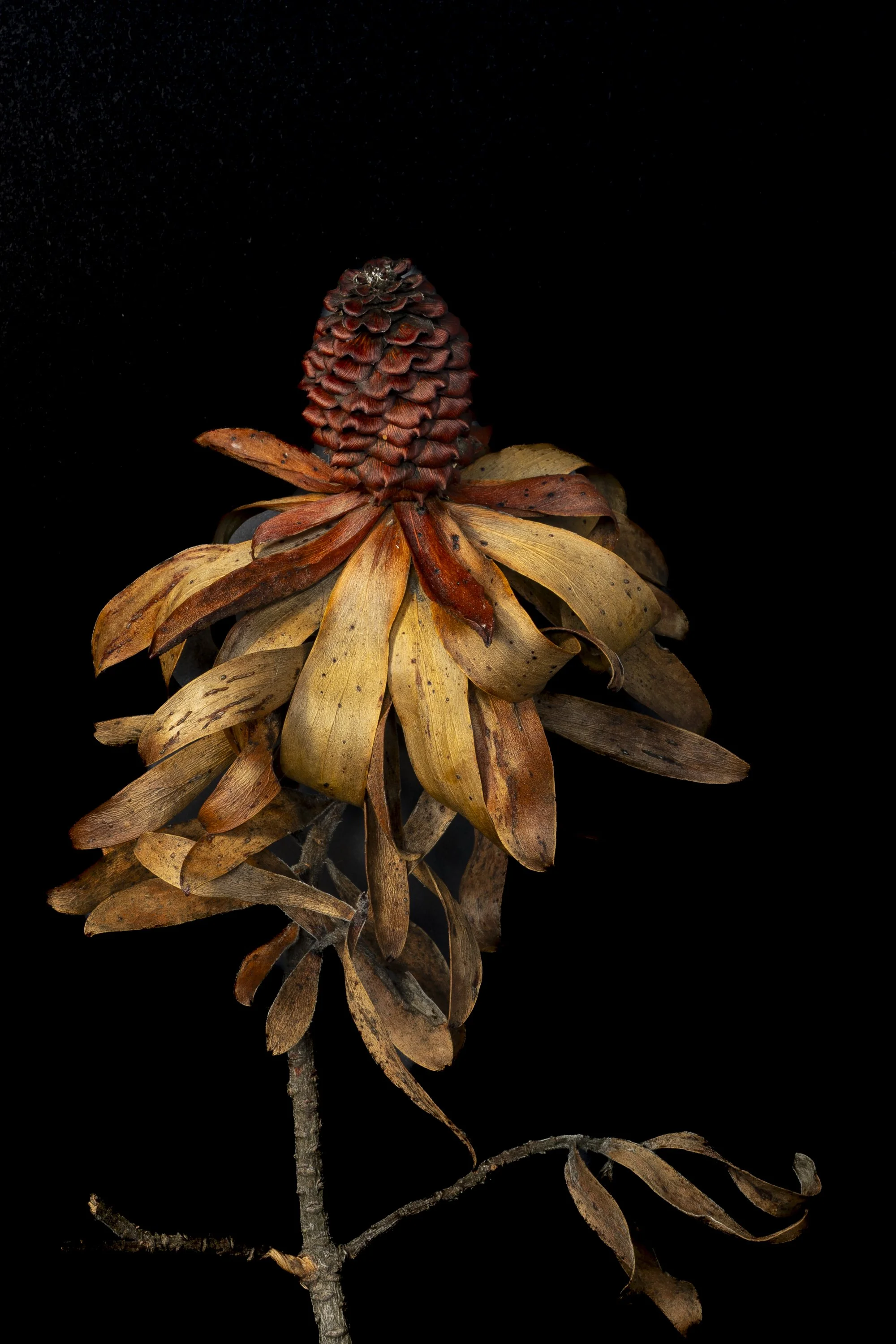 Phoenix – Burnt Protea Study III