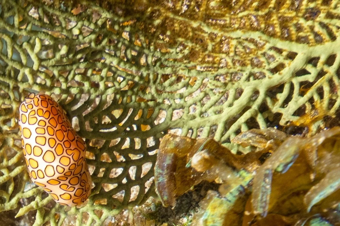 Small details. Big magic.
Drifting past a sea fan and spotting this little masterpiece is why we slow down underwater&mdash;because the ocean rewards the curious. 🌊🐚

#TheDiveGuide
#UnderwaterDetails
#MacroMagic
#OceanTextures
#SeaFan
MarineLife
Sc