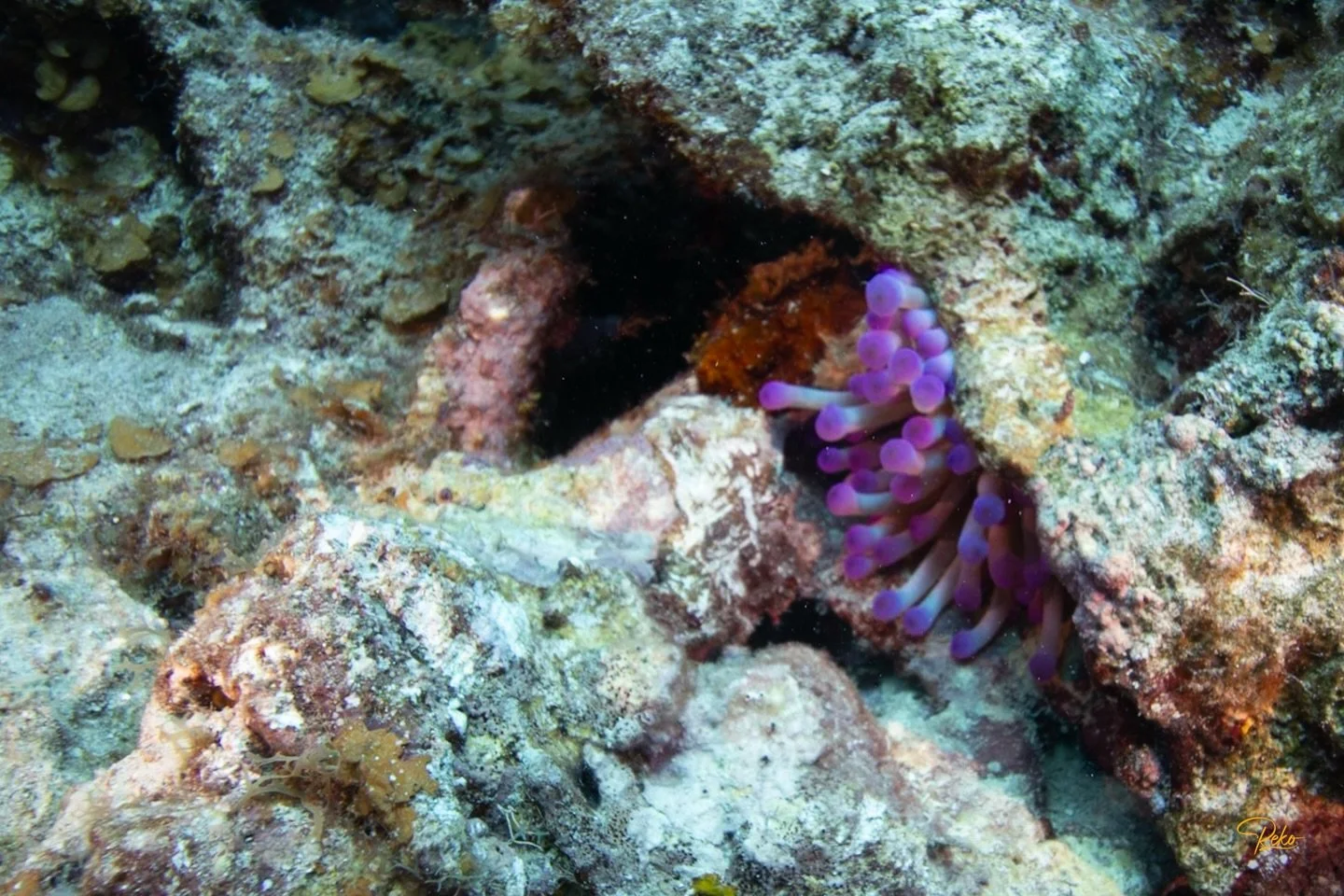A pop of purple tucked into the limestone at @edenrockdiving Rock. 🌊💜
The reef always leaves little surprises if you slow down and look closely &mdash; color, life, wonder in the smallest places.
@edenrockcayman 
#TheDiveGuide #RekosPirateLife #Ede