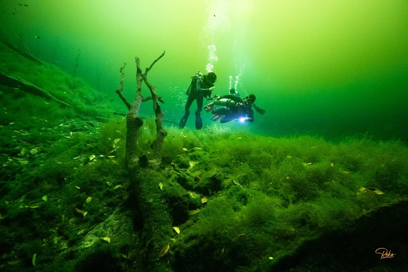 Beneath the jungle, time slows. 🌿💚
Cenote diving in Mexico &mdash; where roots reach for light, leaves drift like memories, and every breath feels ancient.
It&rsquo;s like swimming through the earth&rsquo;s quiet heartbeat.

#TheDiveGuide #CenoteDi