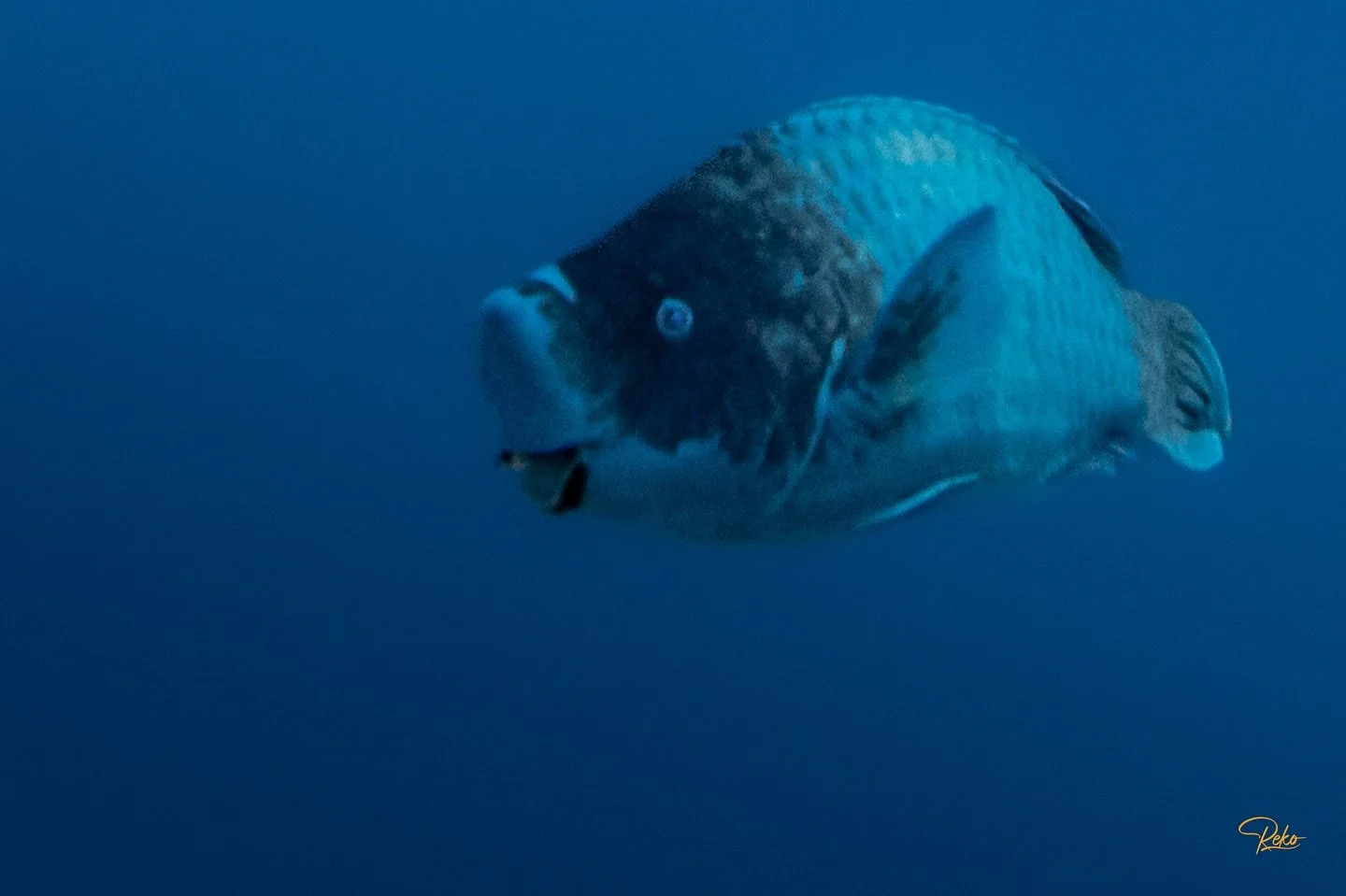 Midnight Parrotfish &mdash; a flash of cobalt and shadow gliding through the blue. 💙
Caught in that quiet space between light and depth, where color feels like language and time slows to a drift.

#TheDiveGuide #OceanArtByReko #UnderwaterPhotography