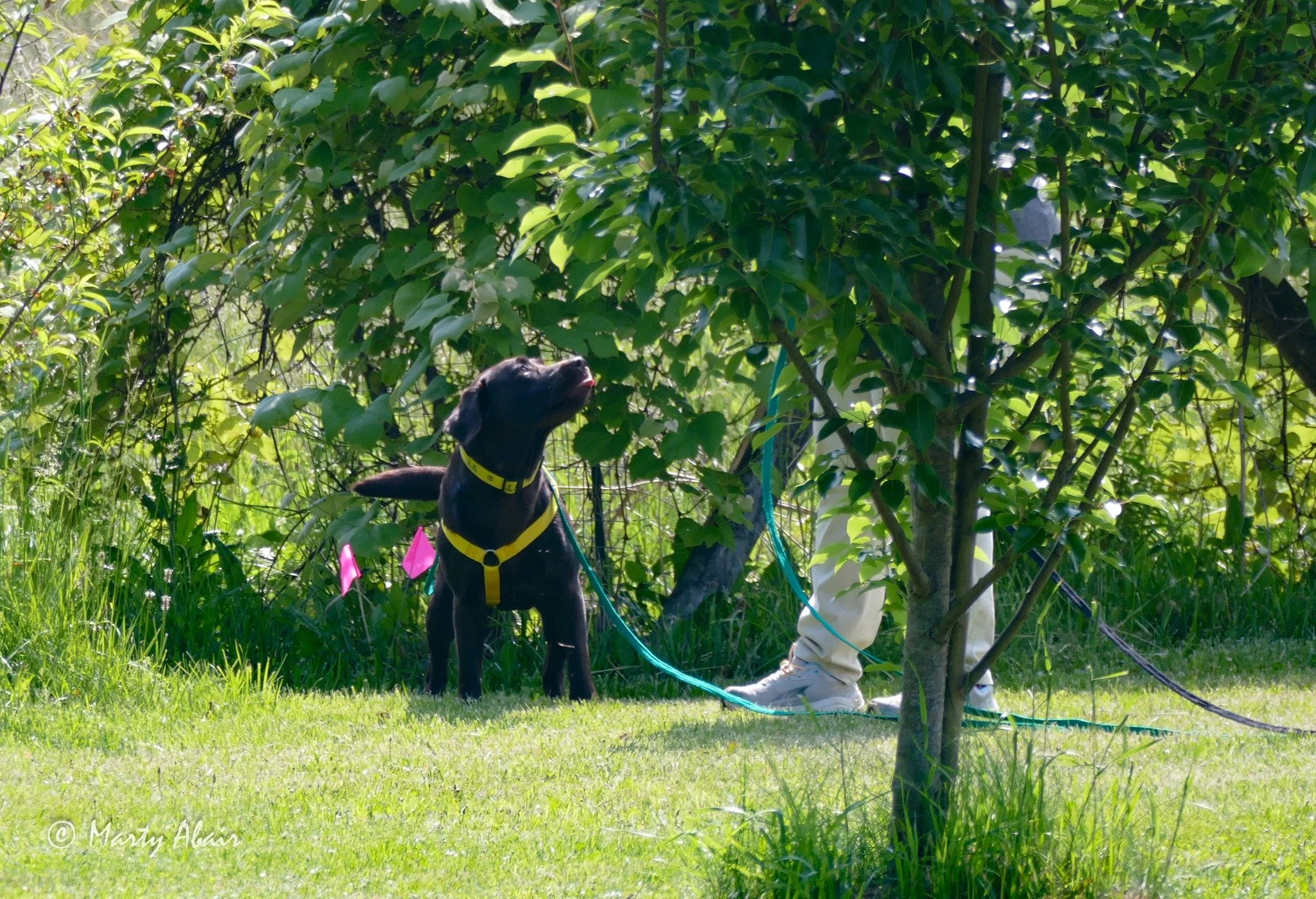 tracking Lynda summer 2025 seminar.jpg.jpg