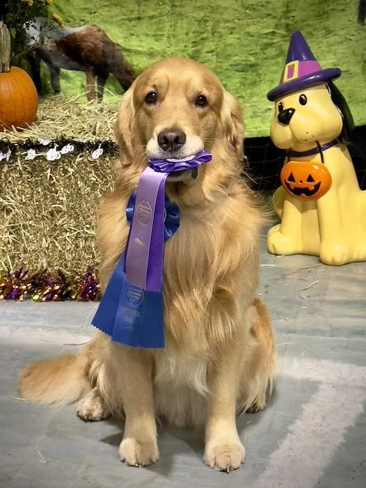 Obedience Trial October 2024.jpg.jpg