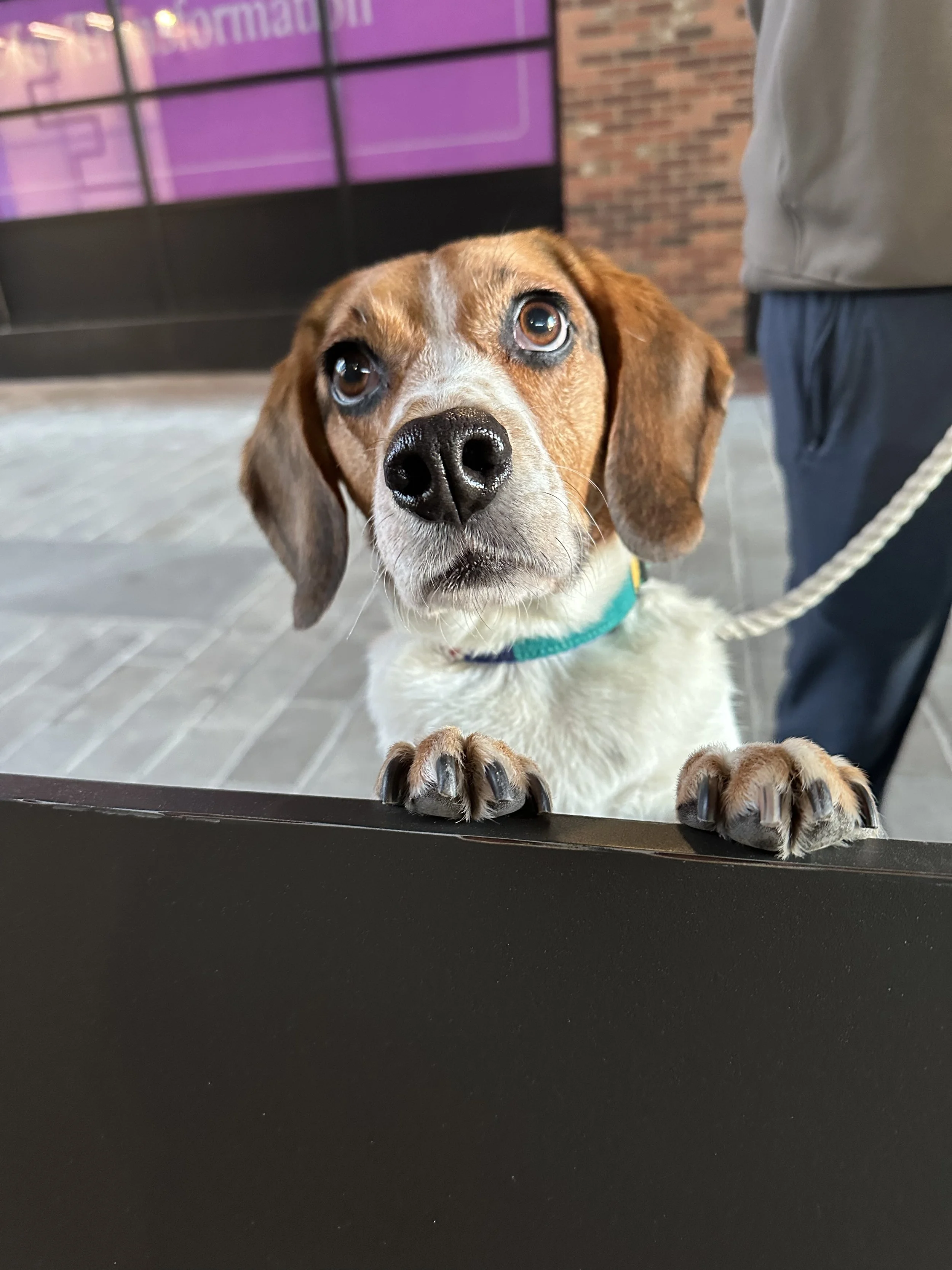 A curious dog with a brown and white coat, large expressive eyes, and paws resting on a black surface, looking directly at the camera.