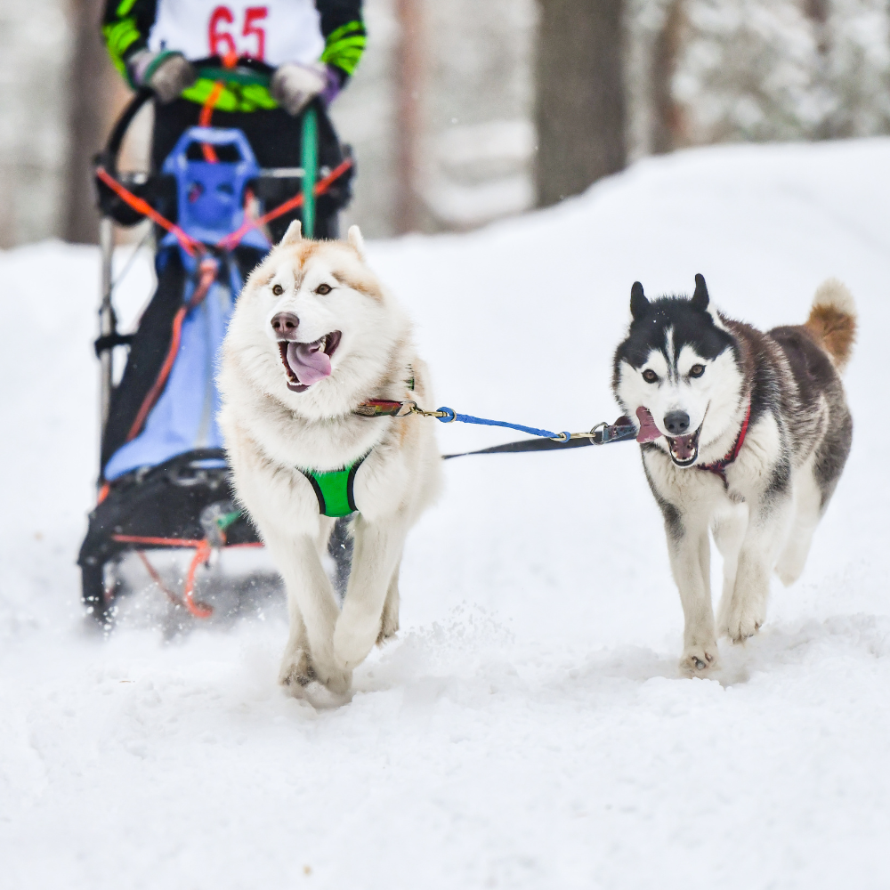 When the Huskies Teach You About Teamwork
