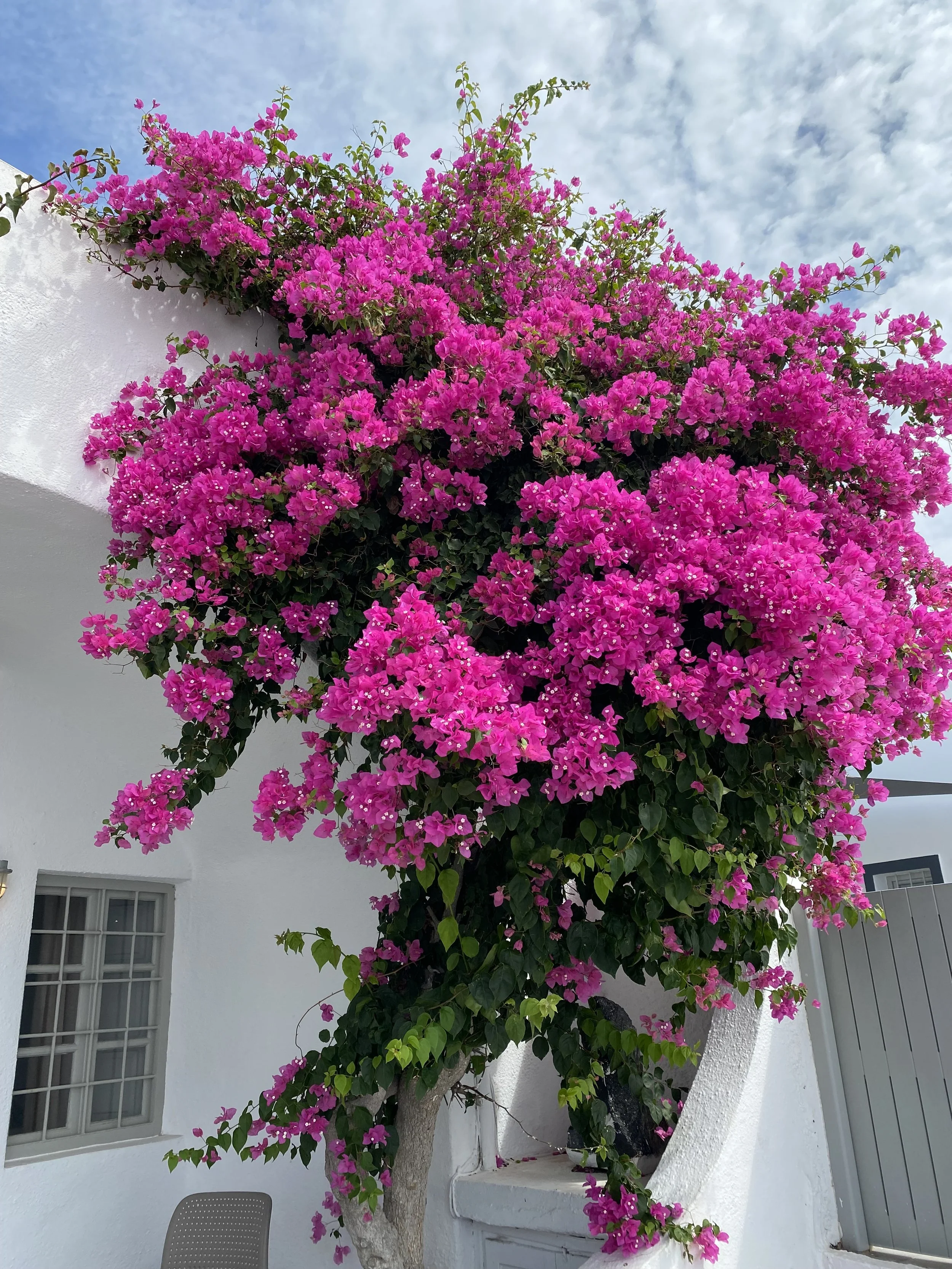 Un arbre avec de nombreuses fleurs roses fuchsia devant un bâtiment blanc avec un ciel bleu et des nuages.