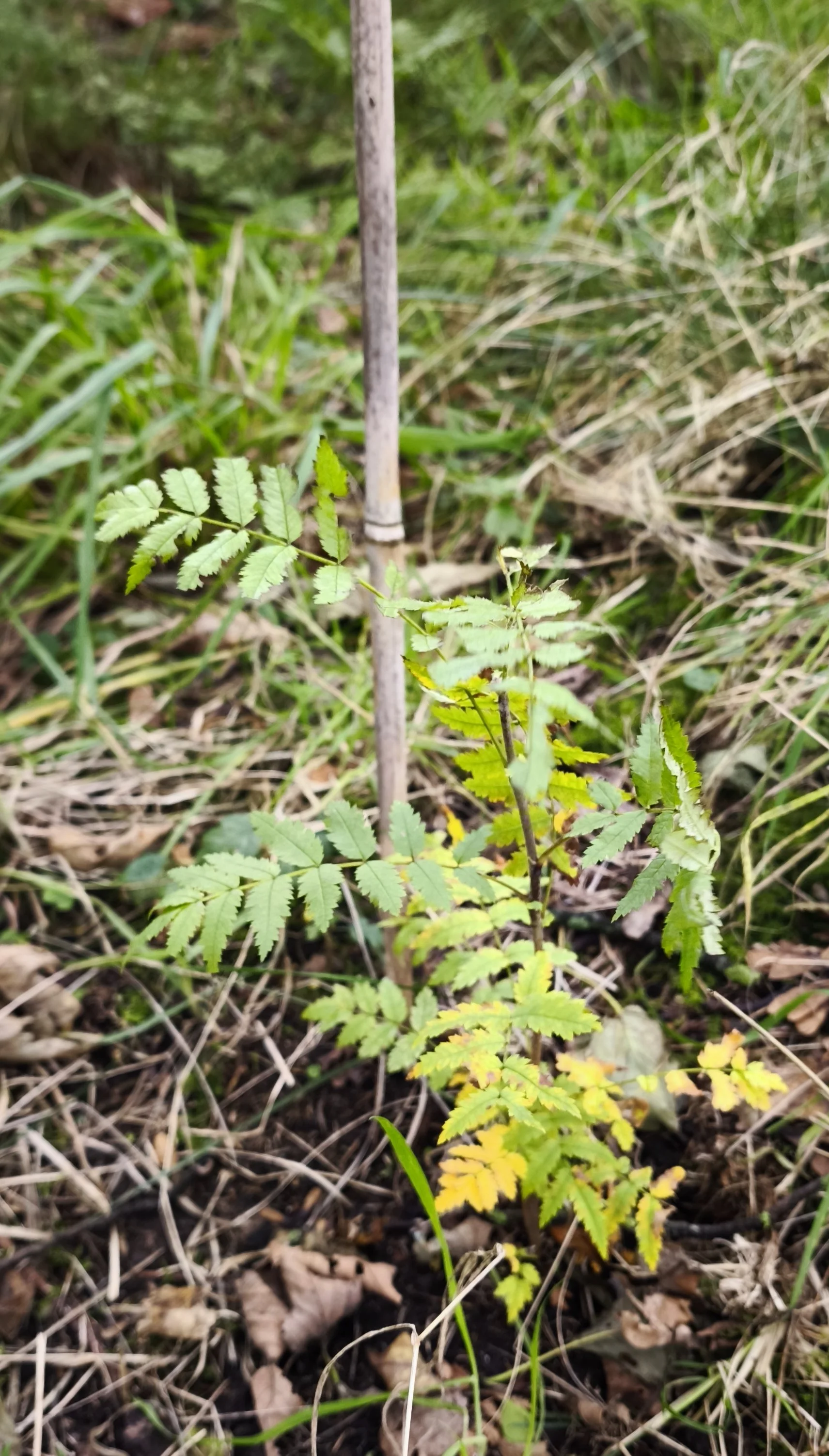 68e50c1a6cfce63e714de90c (1).jpeg