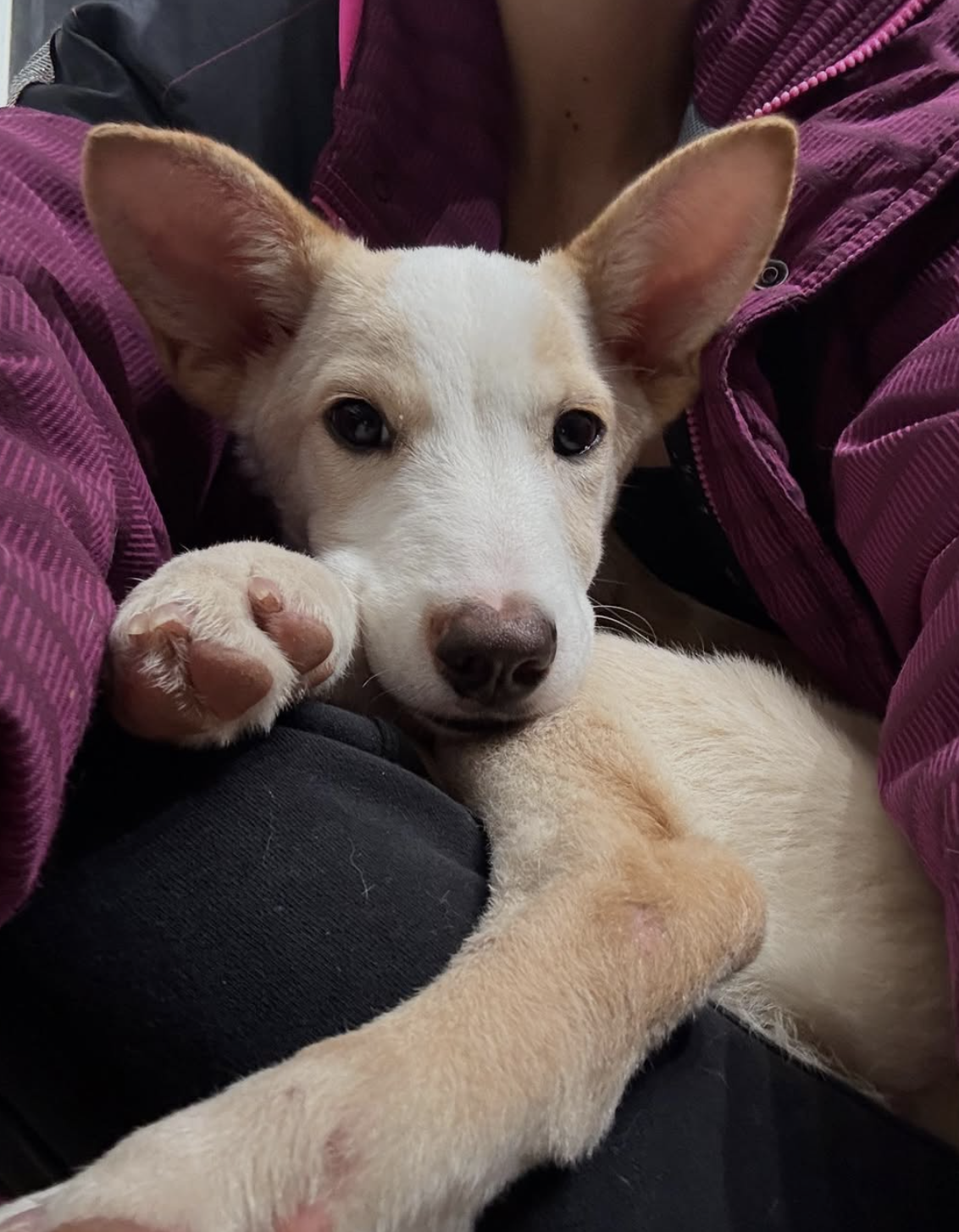 Screenshot 2025-10-30 at 2.16.10 PM.png