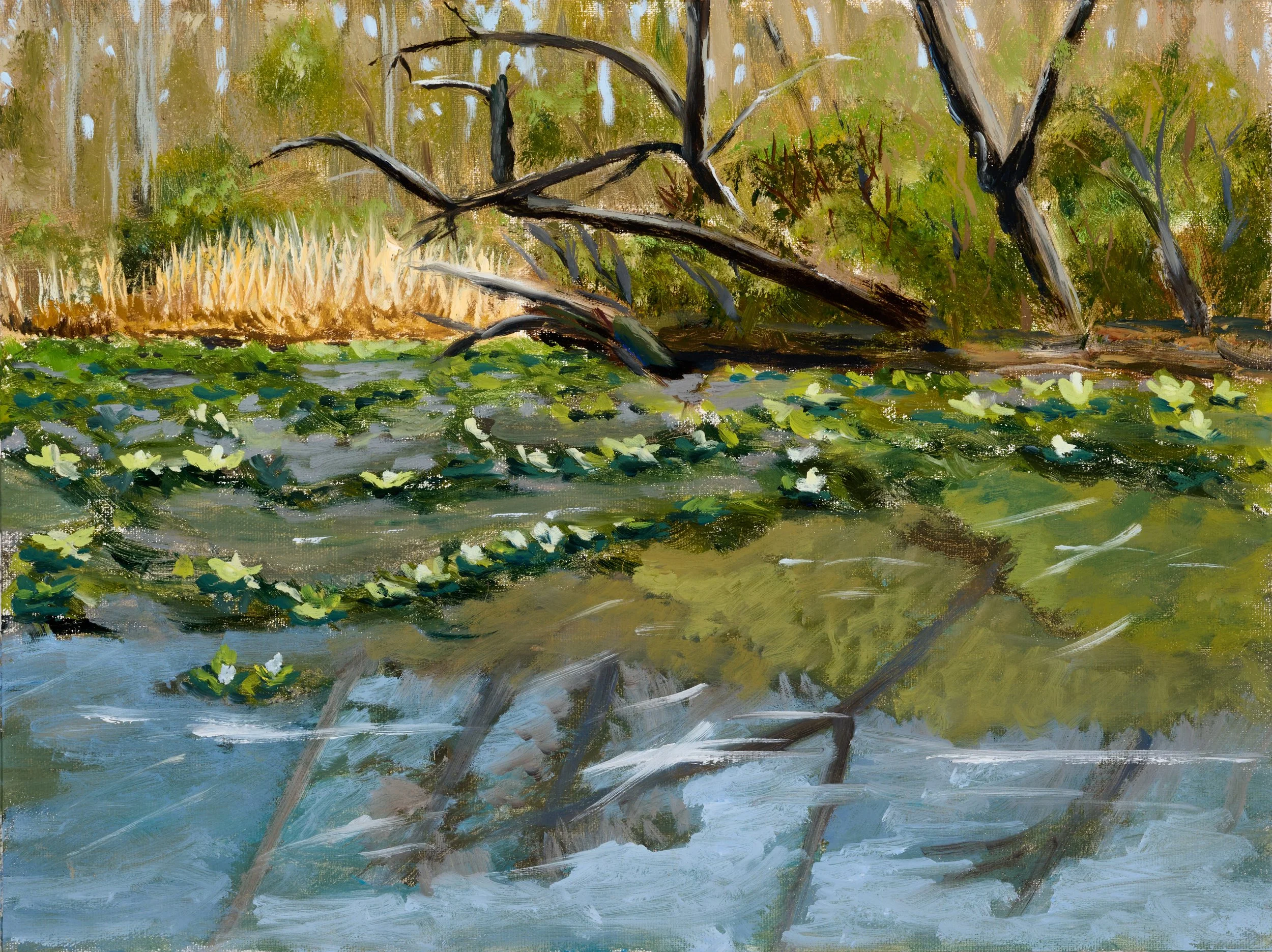 Boyer Preserve - Oil on Gatorboard Mounted Linen - 9"x12" - 2026