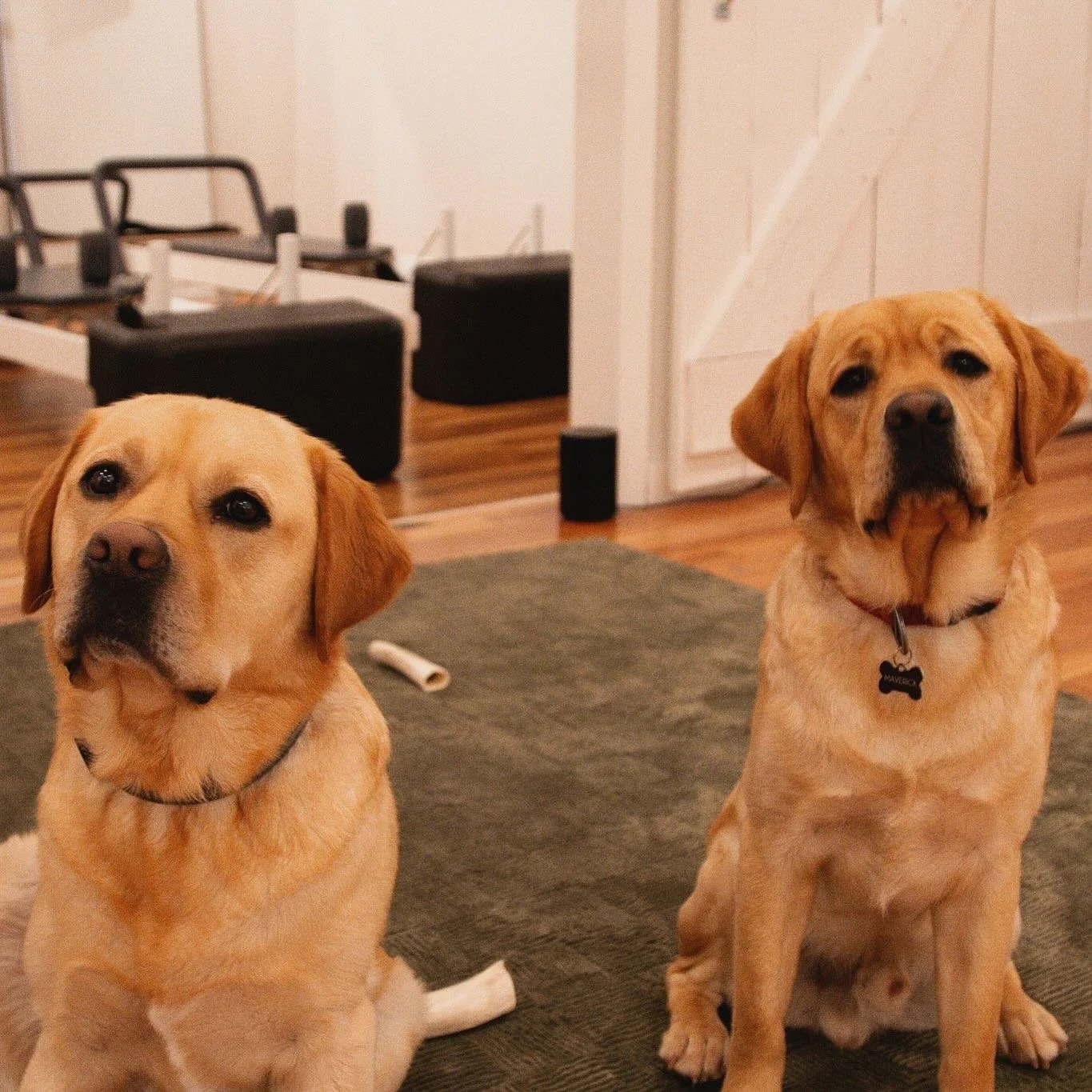 Studio pups on duty 🐕🐕⁠
⁠
Meet Cache &amp; Maverick (if you haven&rsquo;t already 😍)⁠. Our resident studio pups spend their days welcoming guests, hanging out during class, and sticking around afterward for plenty of cuddles. They take their roles