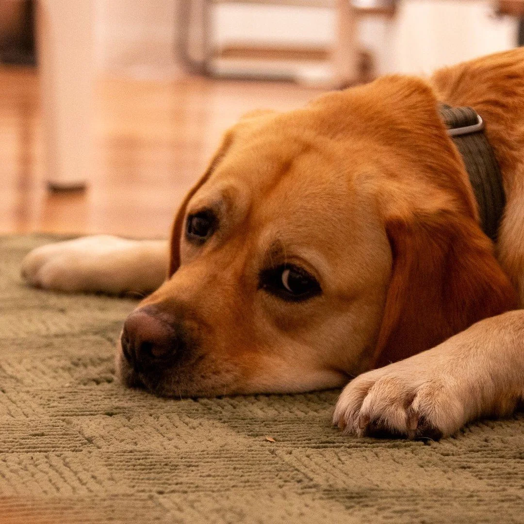 Happy Tuesday from our studio manager who is hard at work (supervising from the floor). 🐶 💚