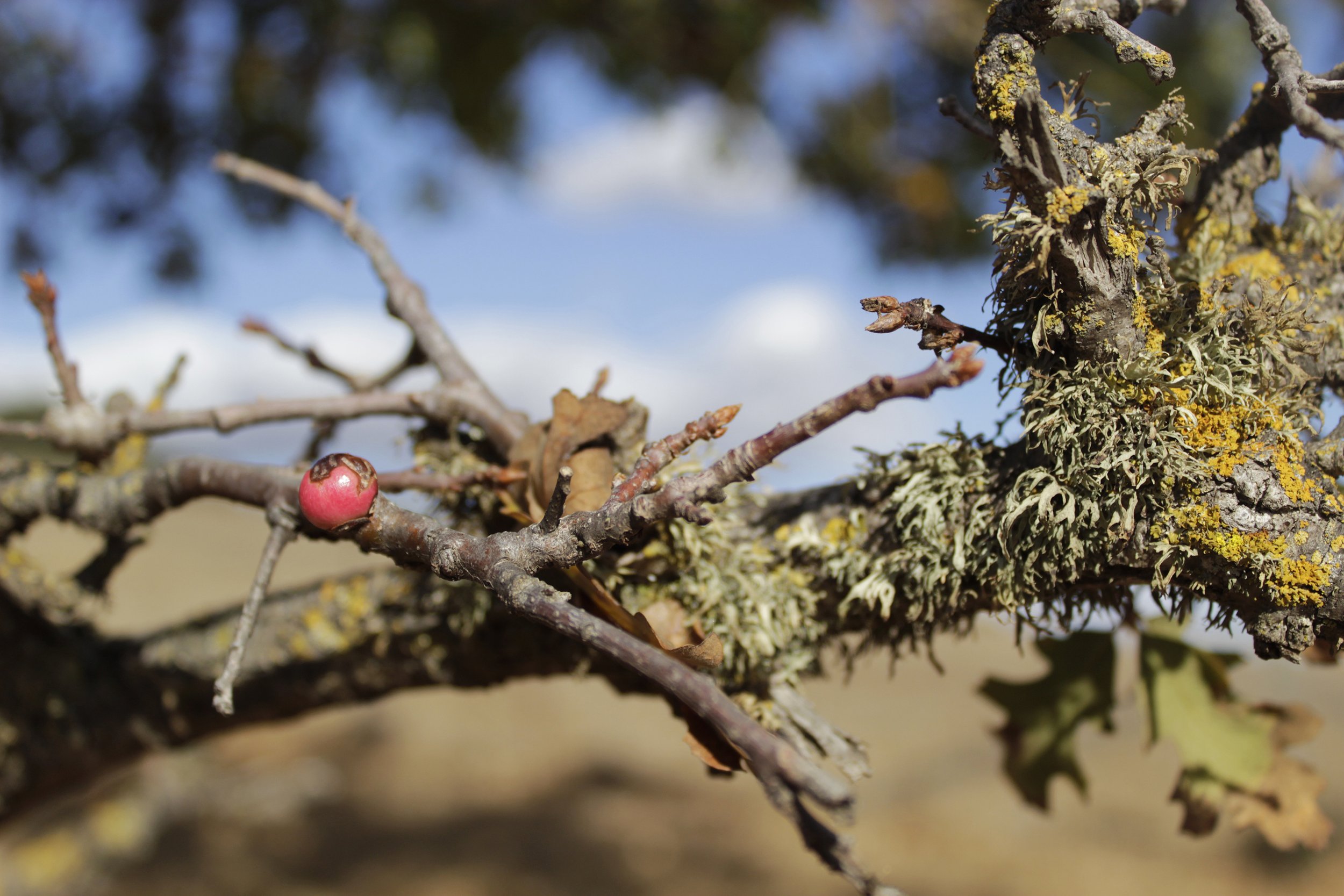 Berry on a Mossy Branch