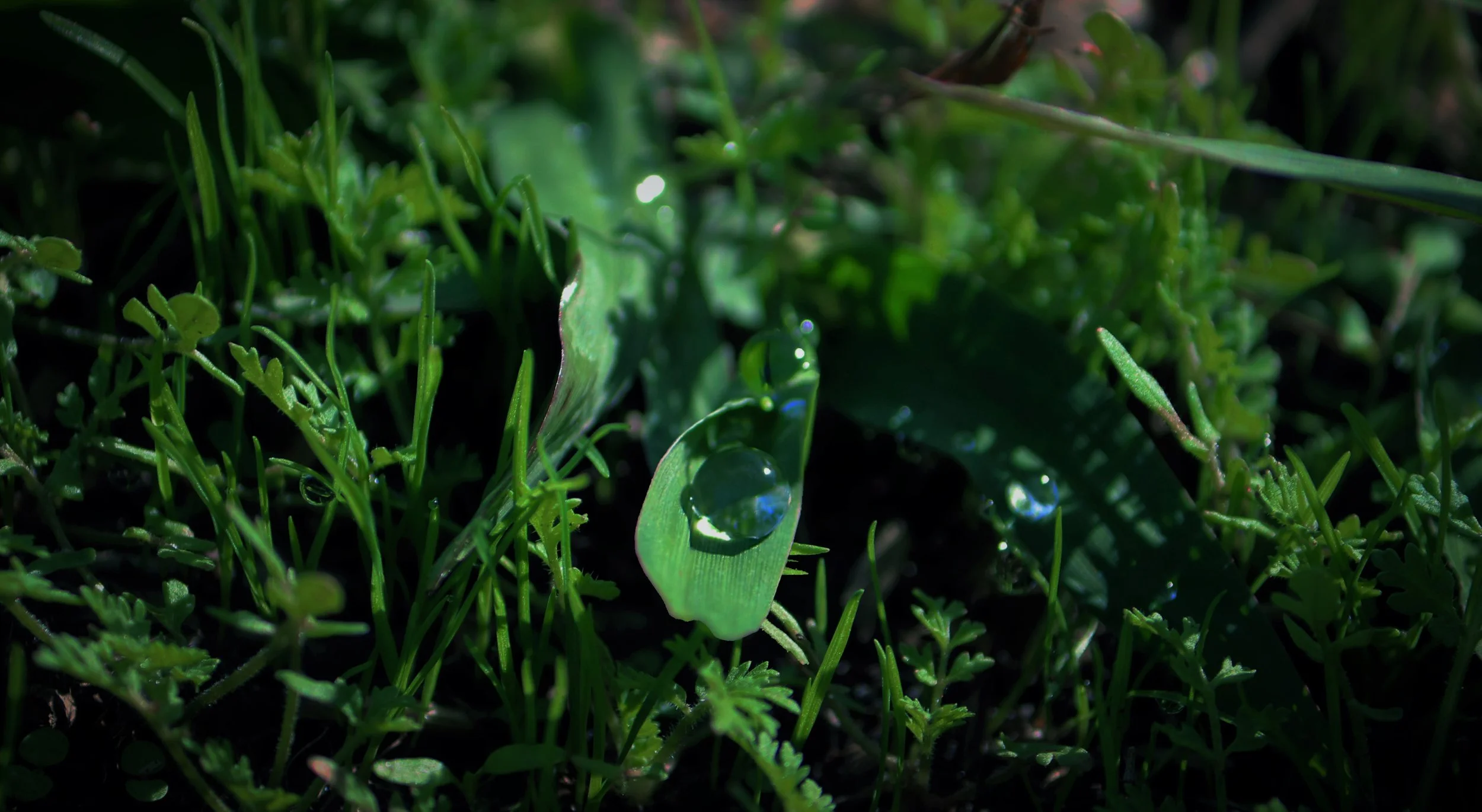Dewdrop