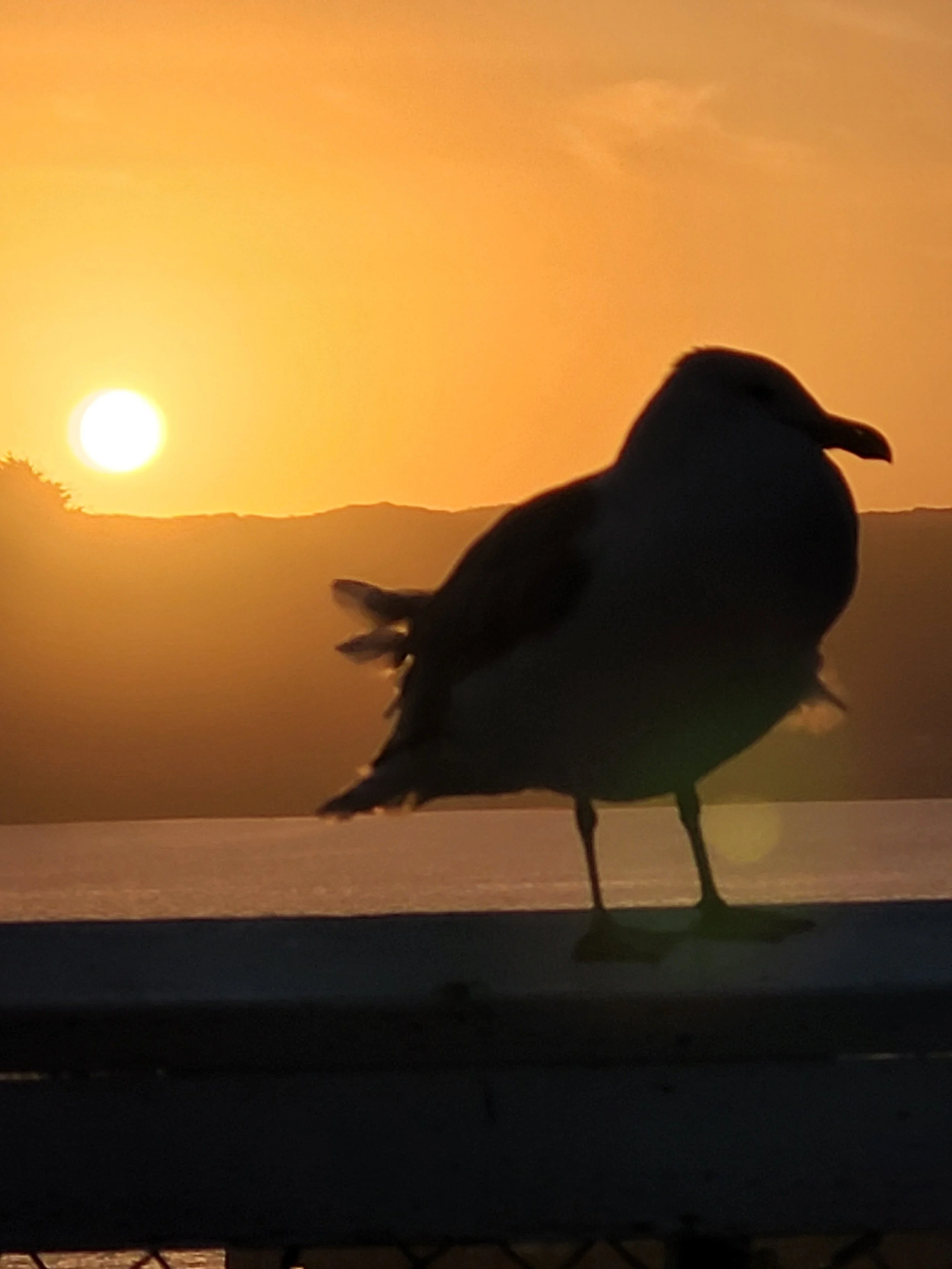 Seagull with the Sunset