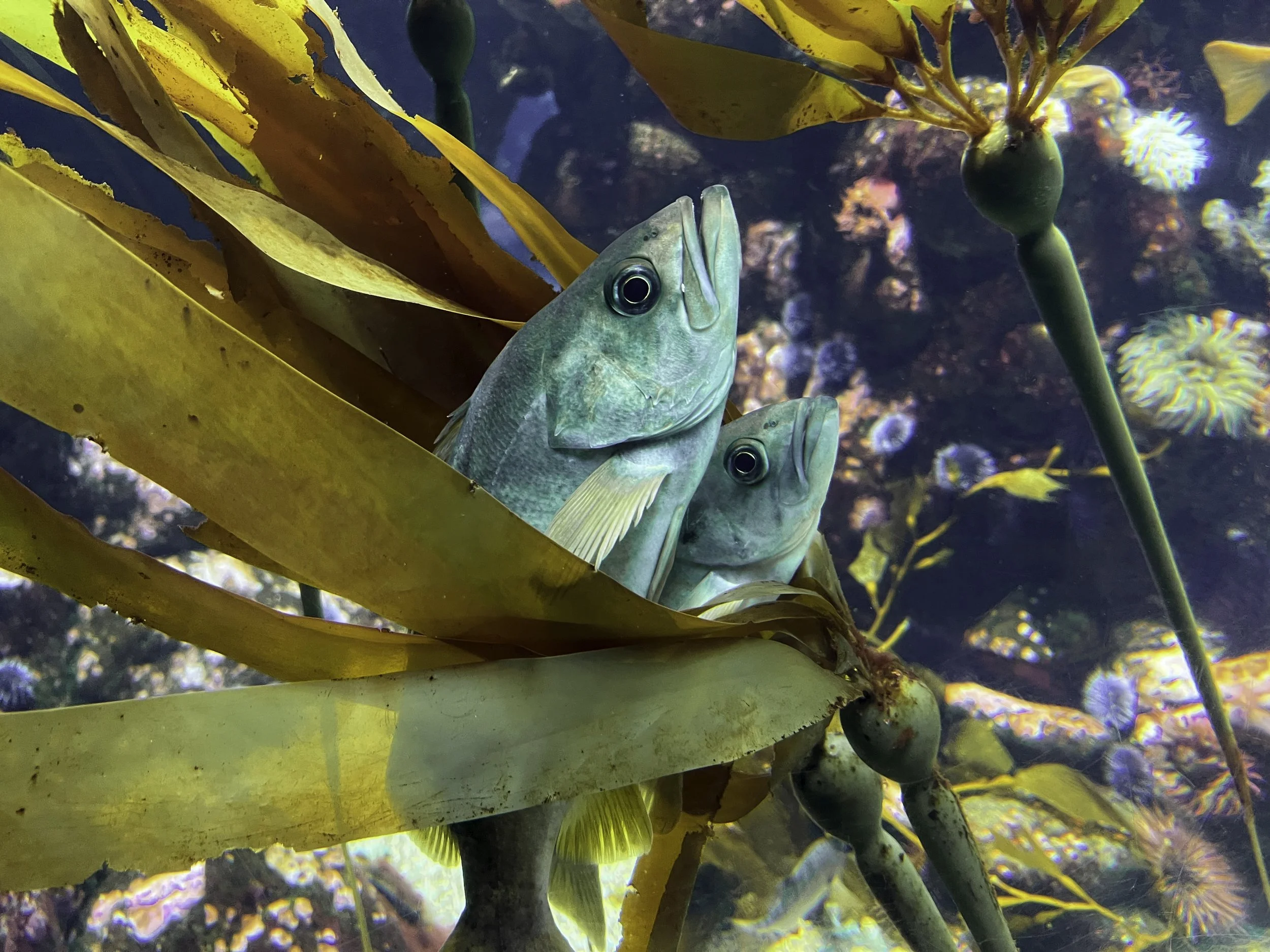 Two Comfortable Fish