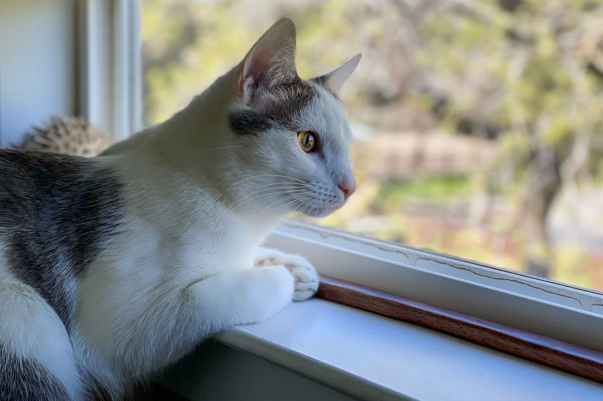 Window Cat