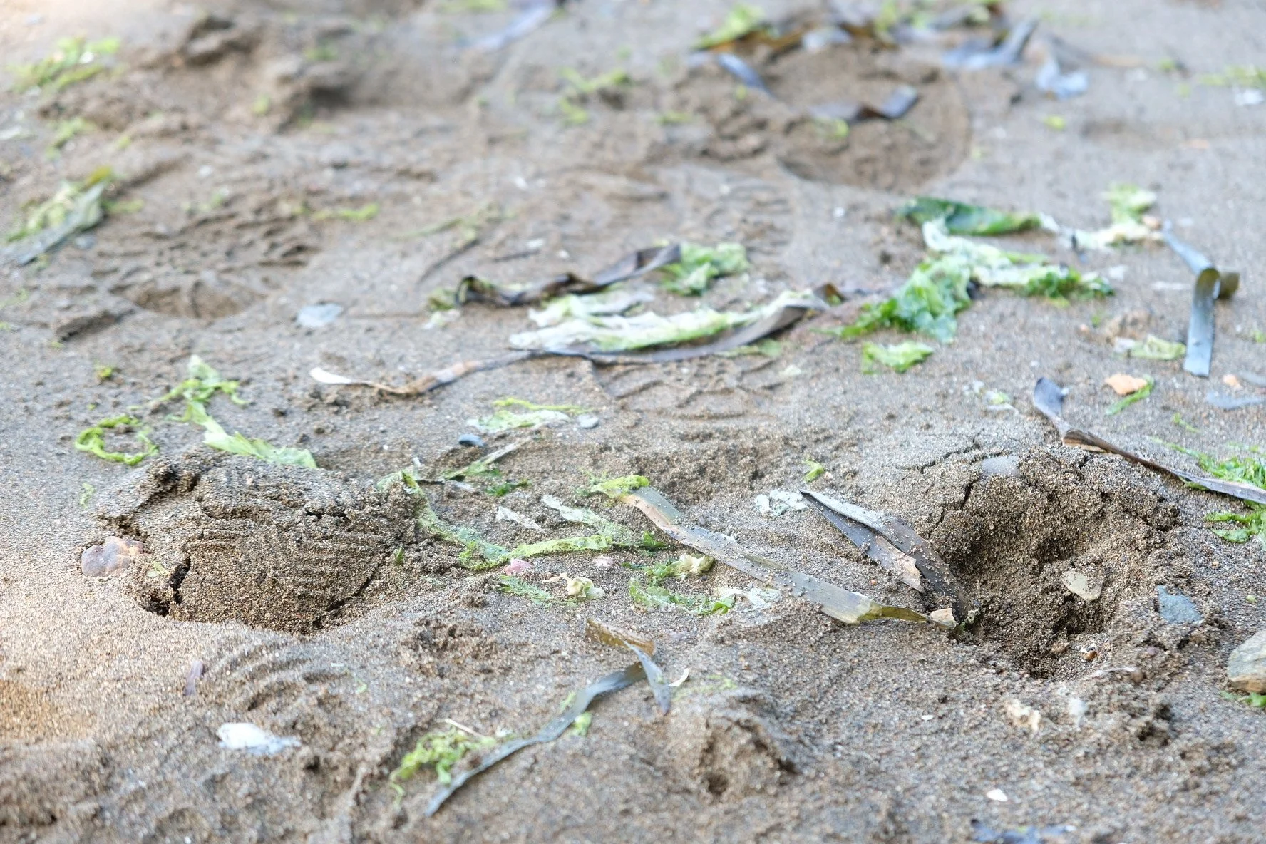 Footprints in the Sand 1