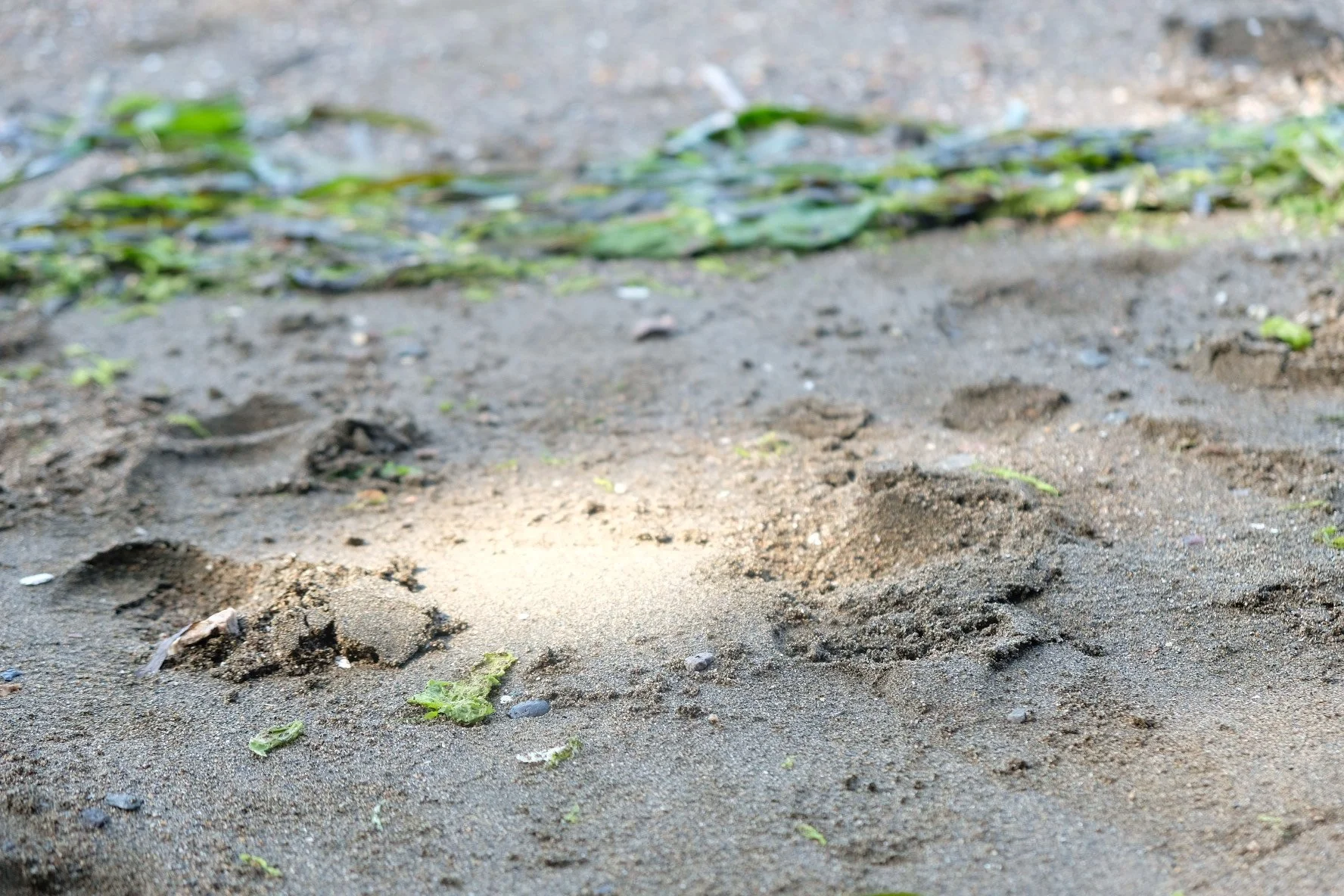 Footprints in the Sand 2