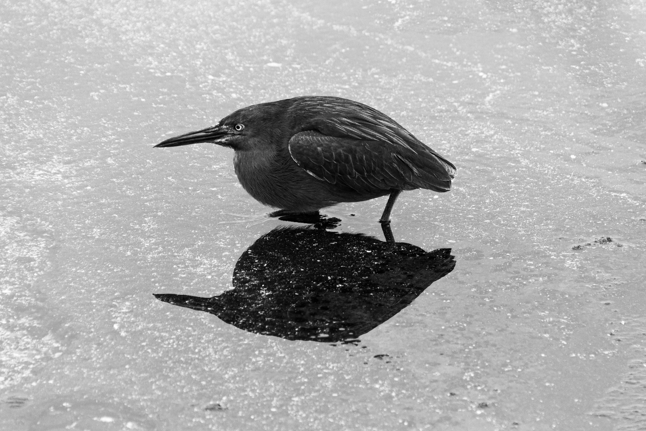 A Heron and its Reflection