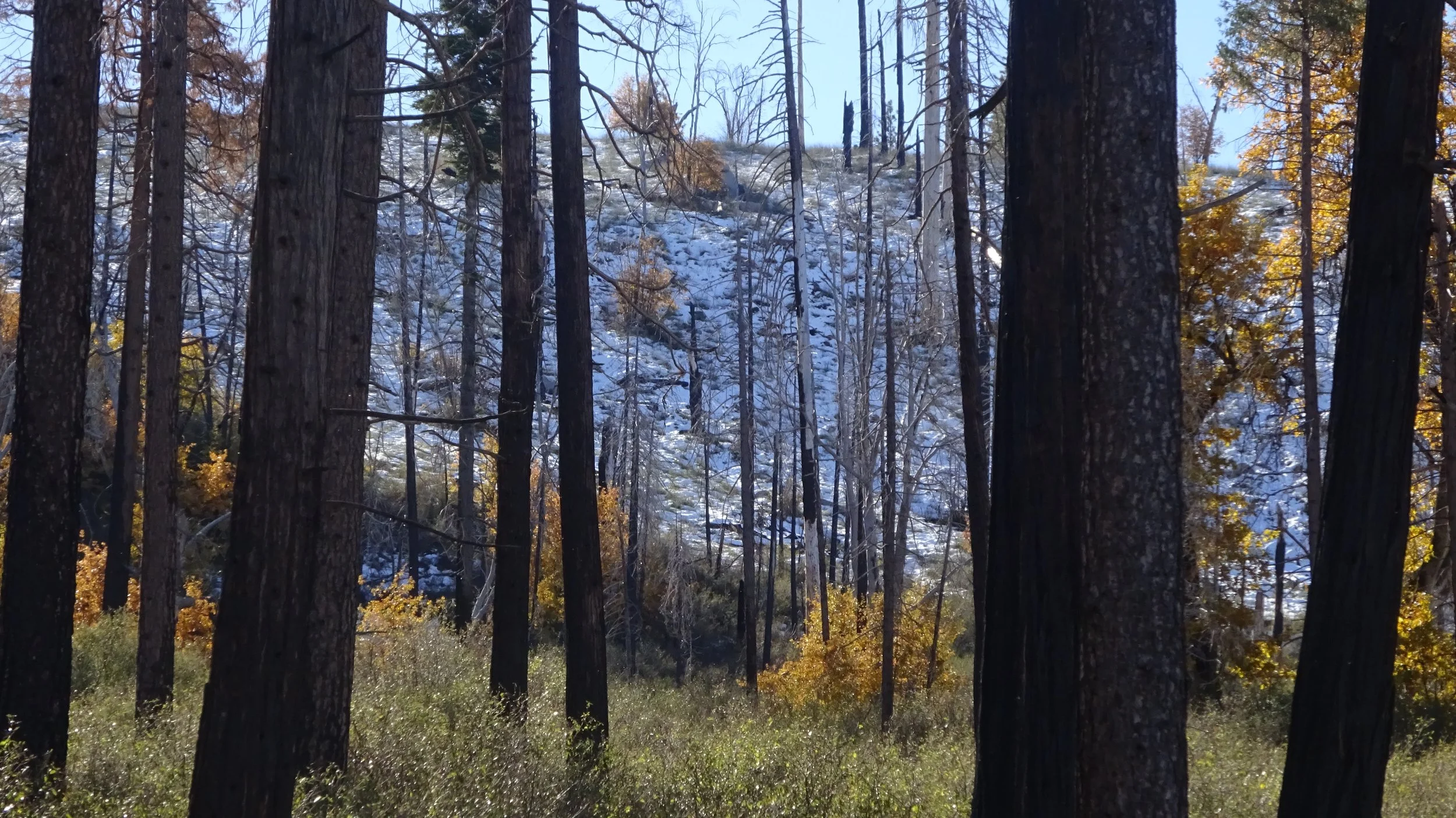 Autumn Forest