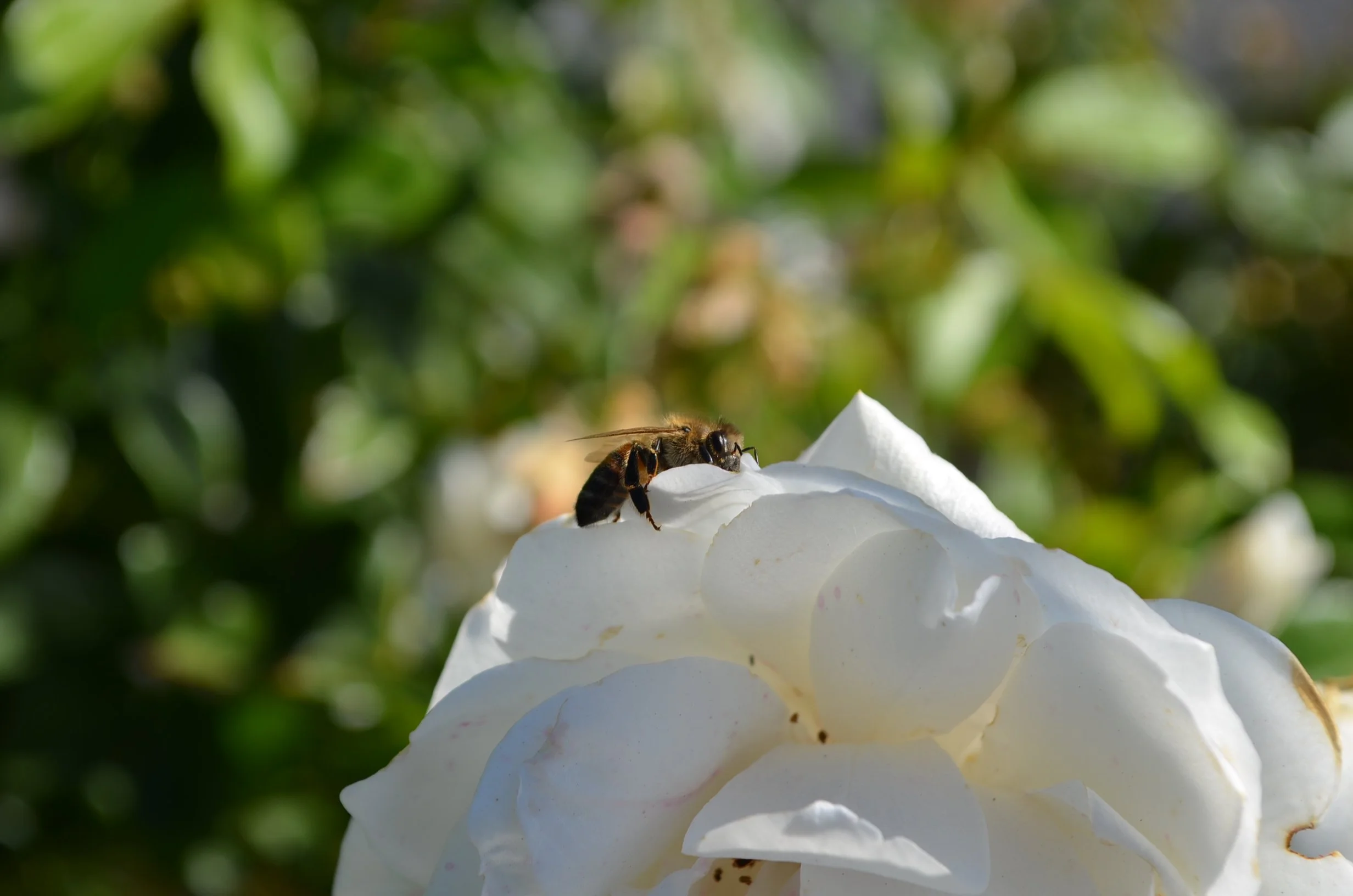 Bee