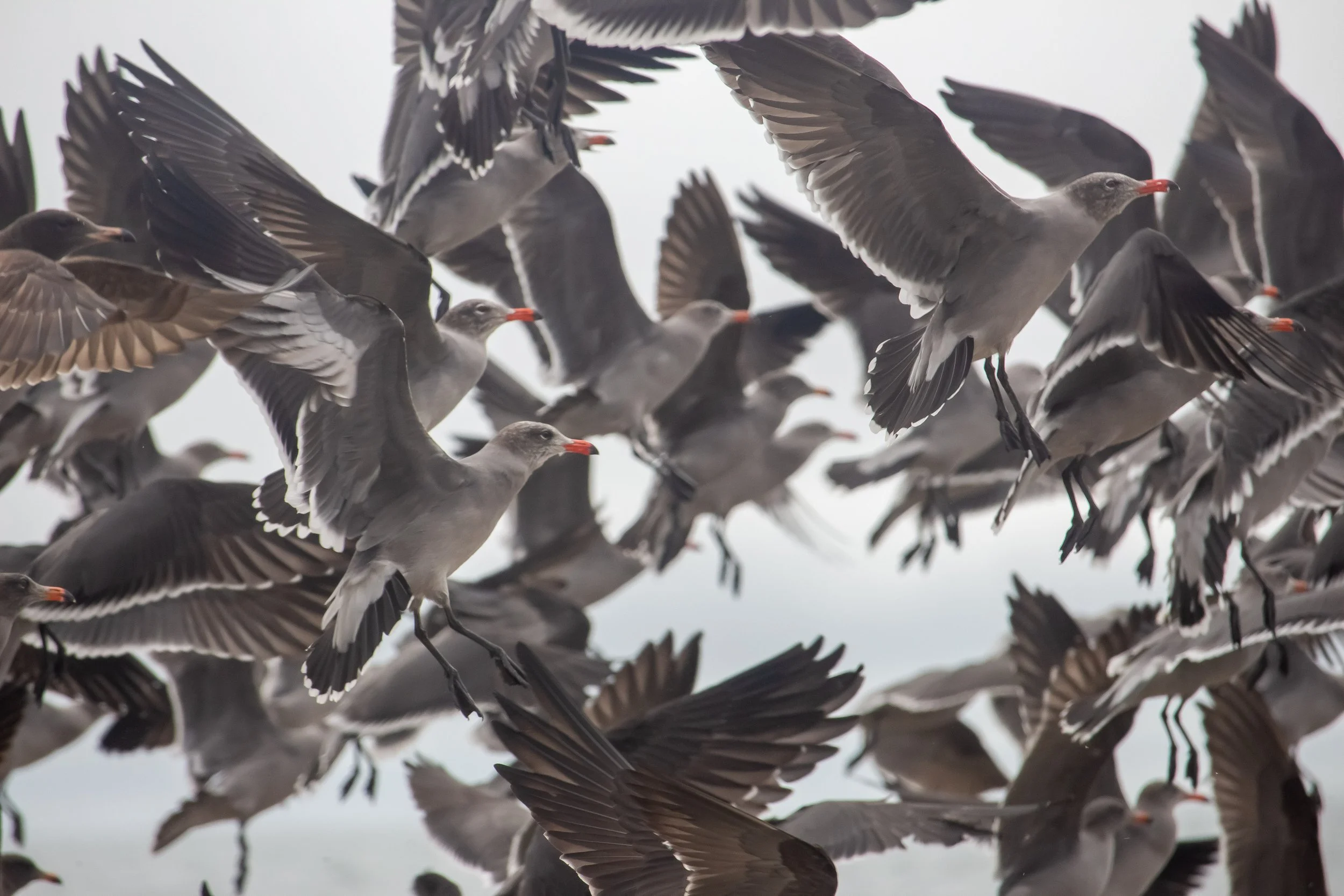 Bird Flock