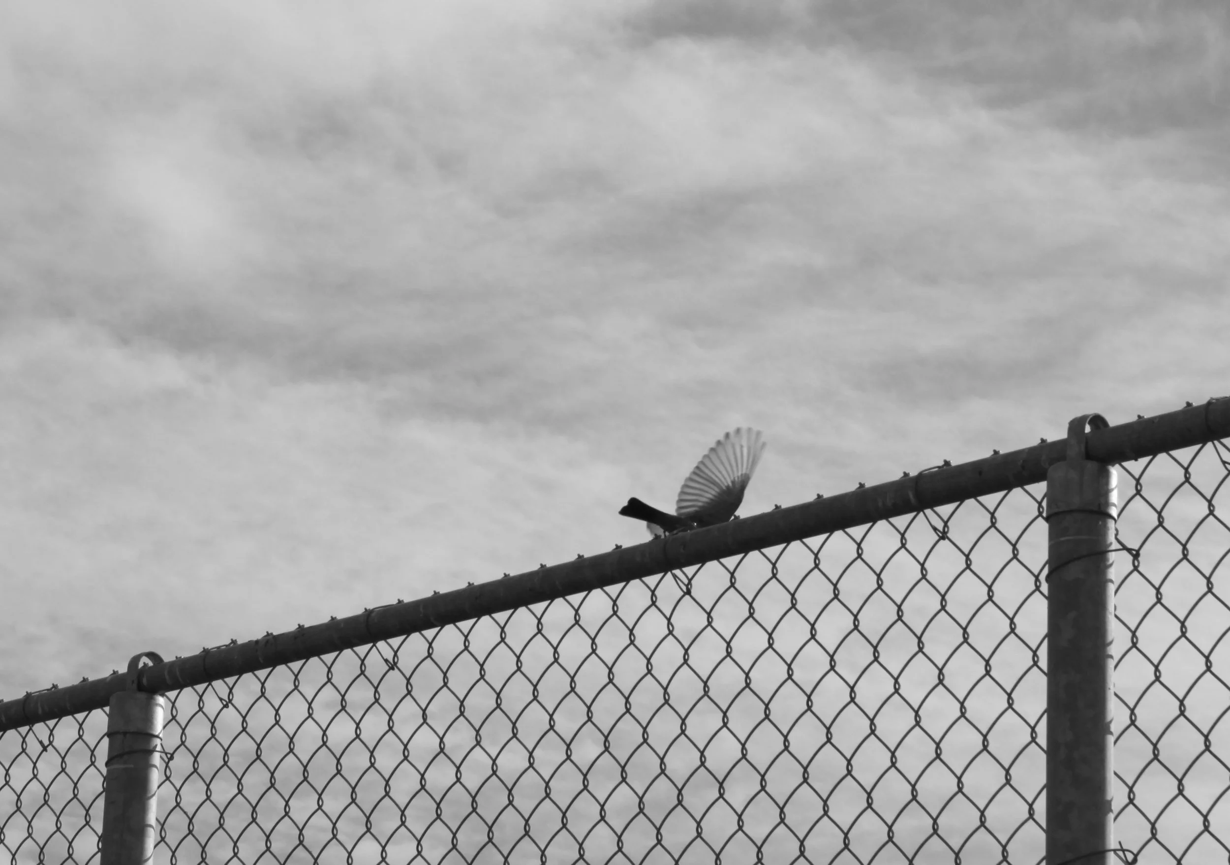 Bird Taking Flight