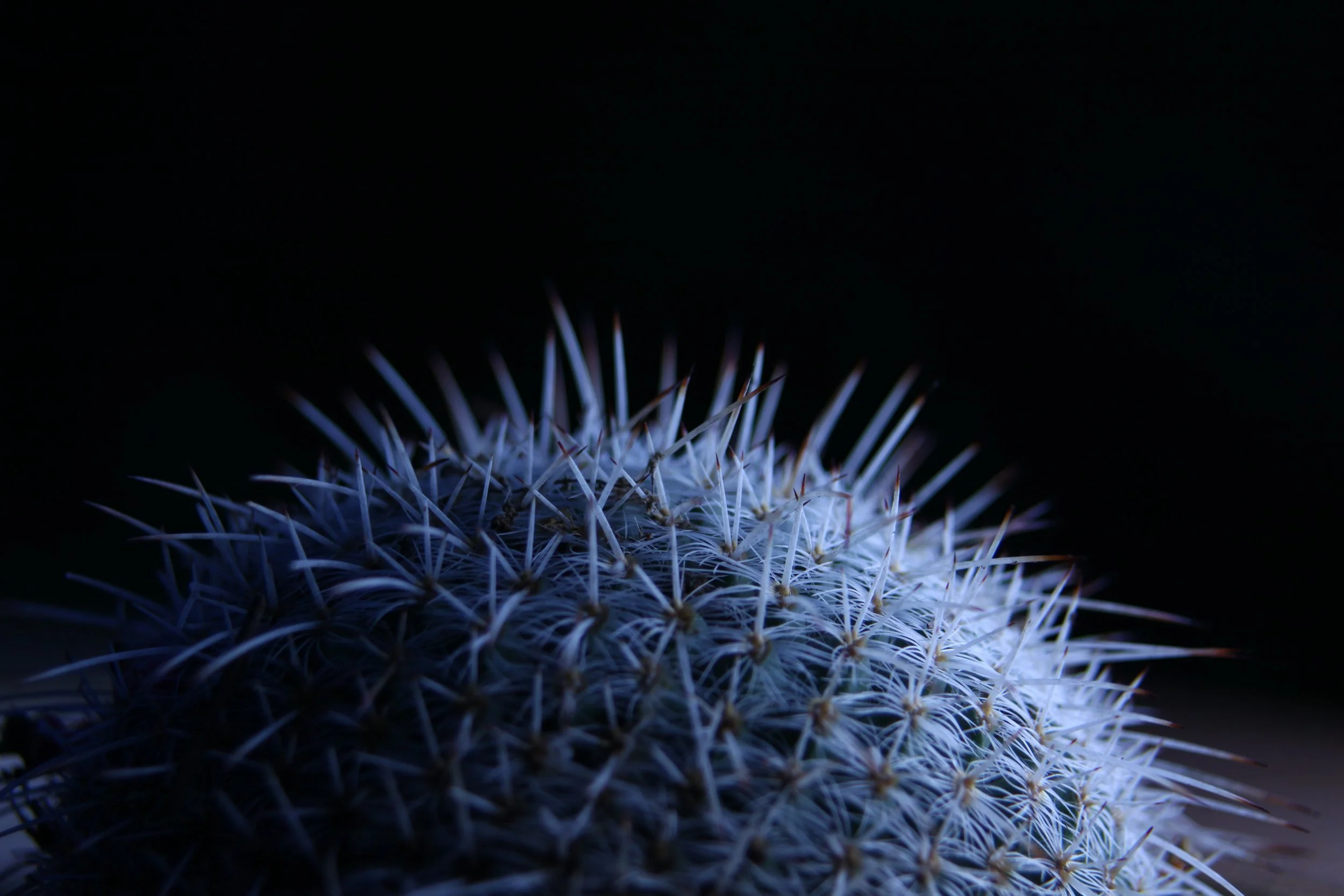 Cactus in the Dark