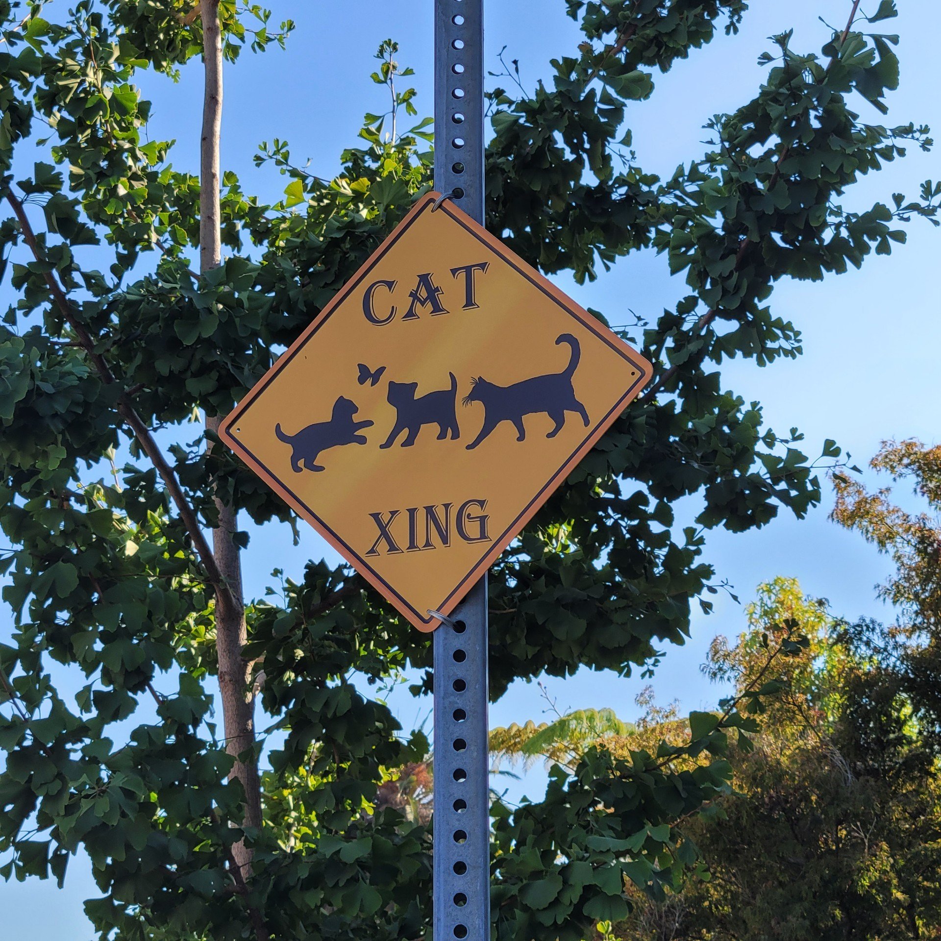 Cat Crossing