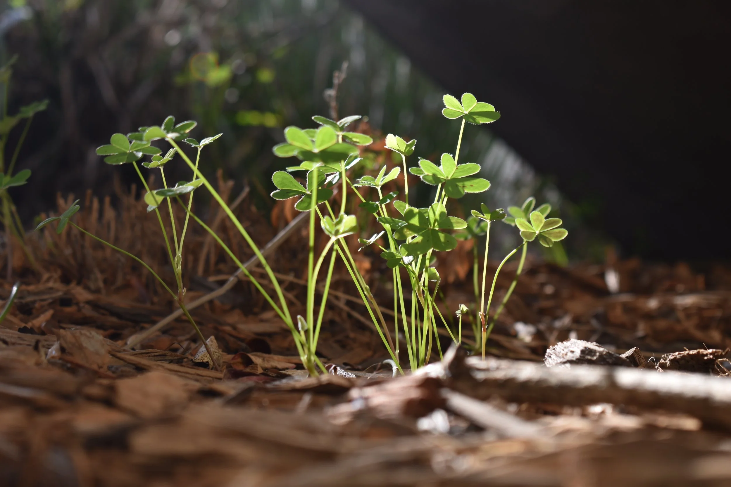 Clover Forest