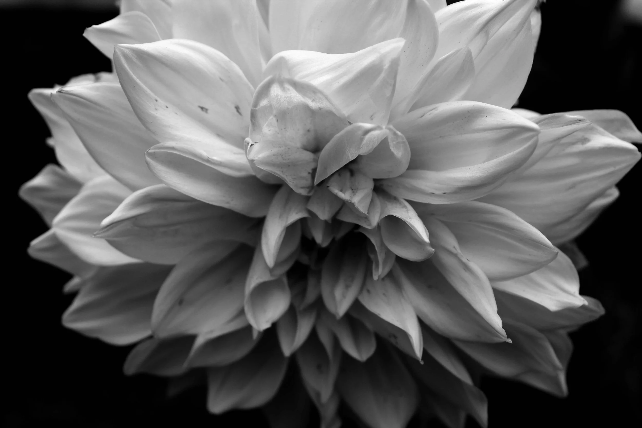 Dahlia Flower