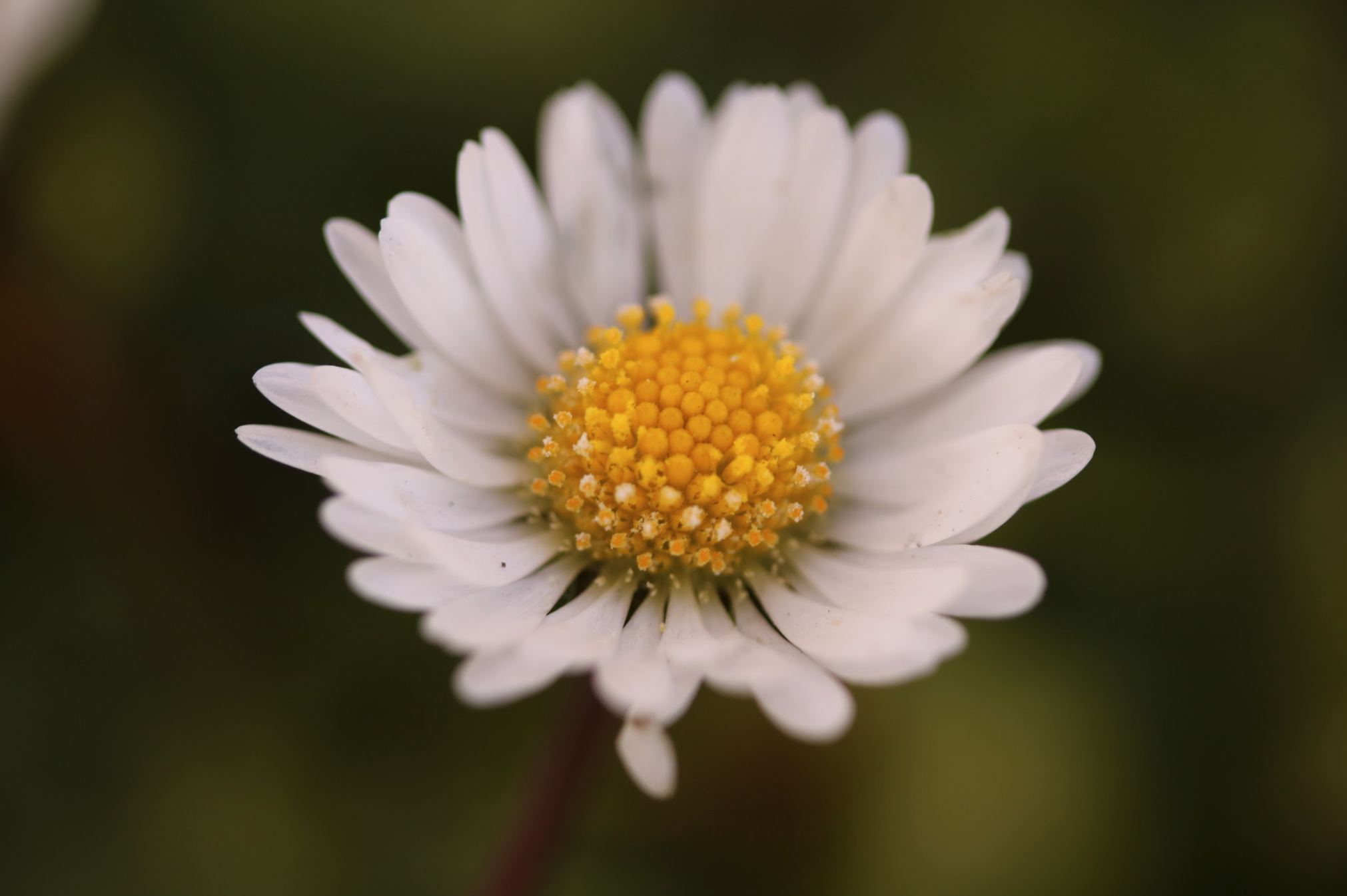 Daisy