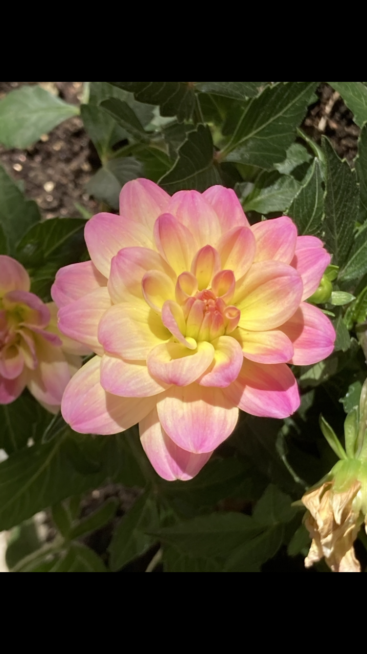 Dazzling Dahlia