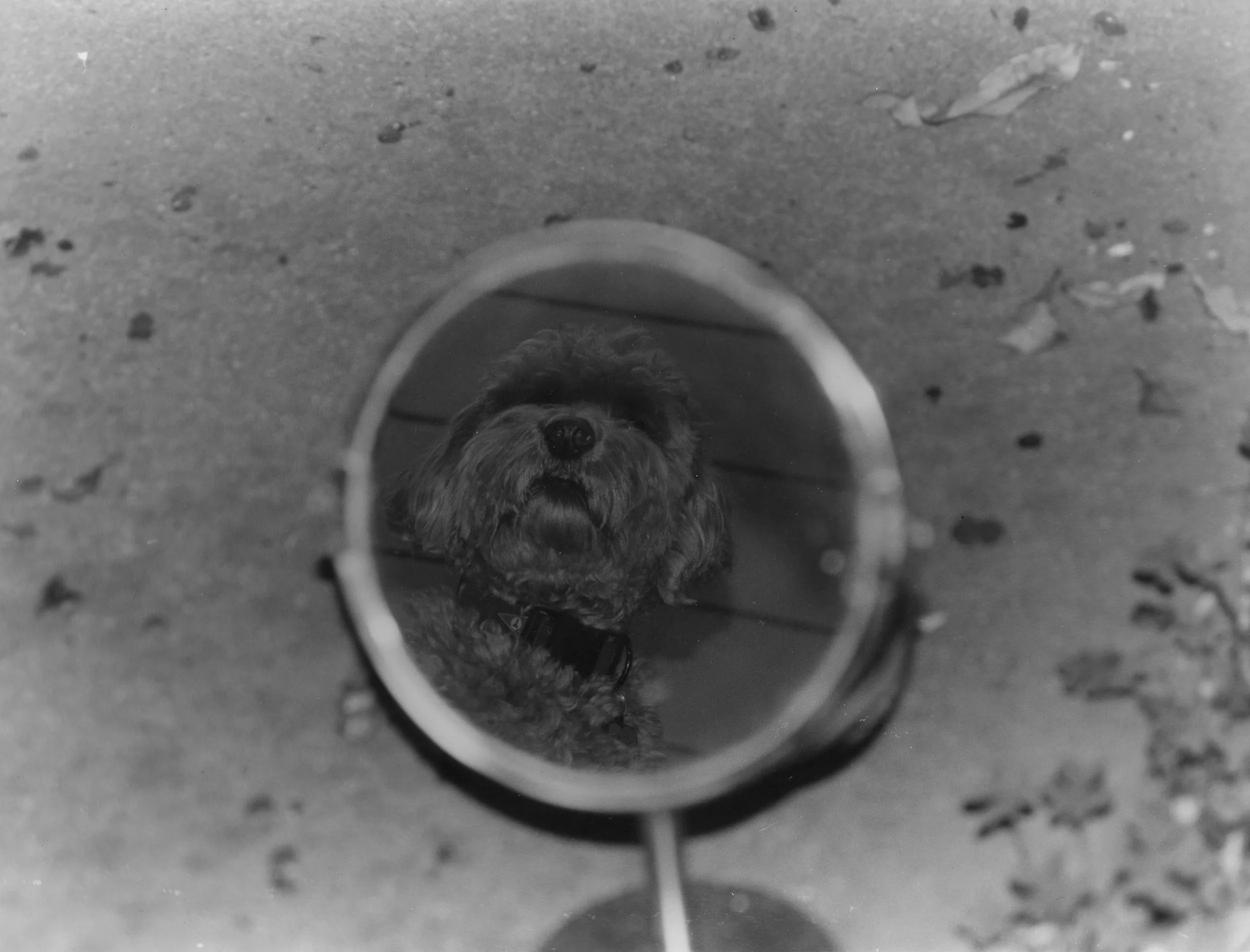 Dog Mirror Selfie