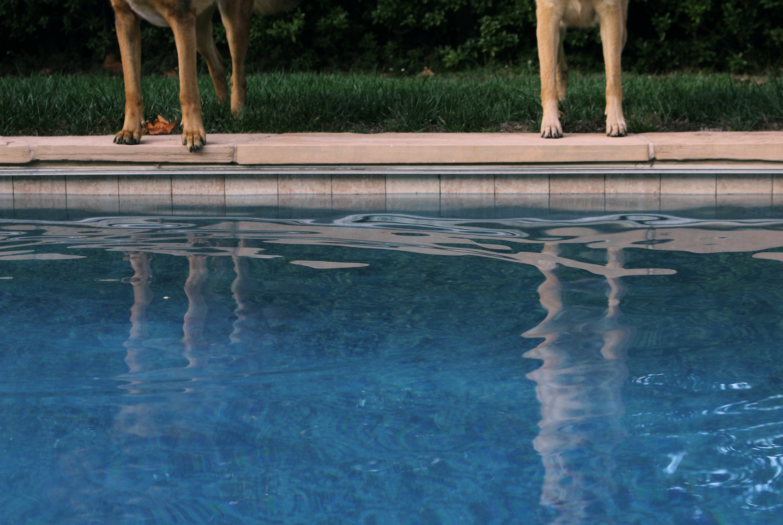 Dogs Reflection