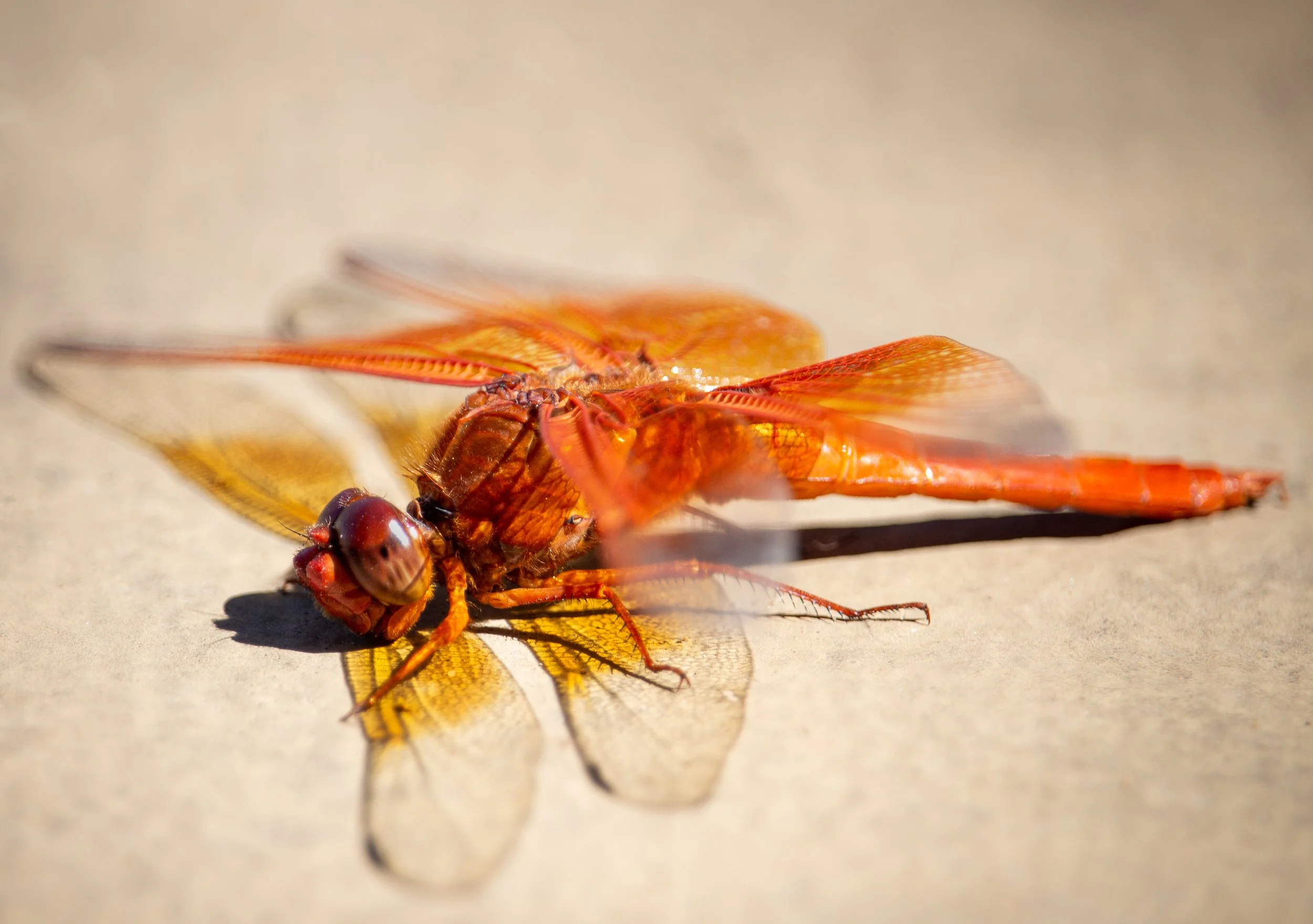 Dragonfly