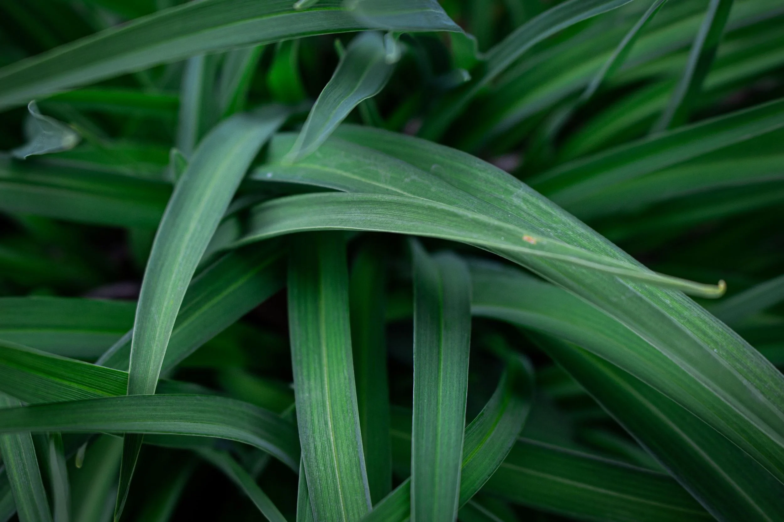 Emerald Blades