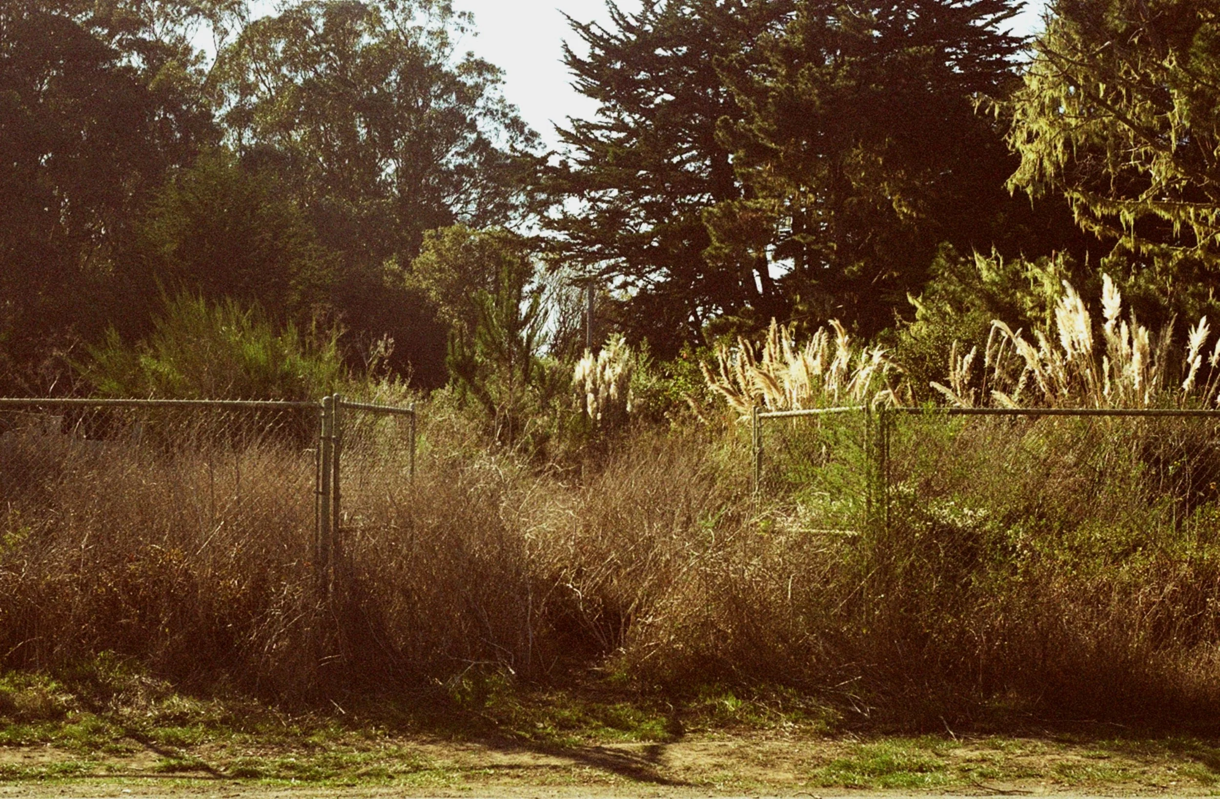 Fenced In