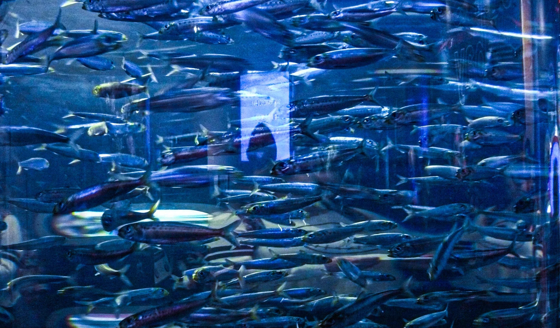 Fish Bowl