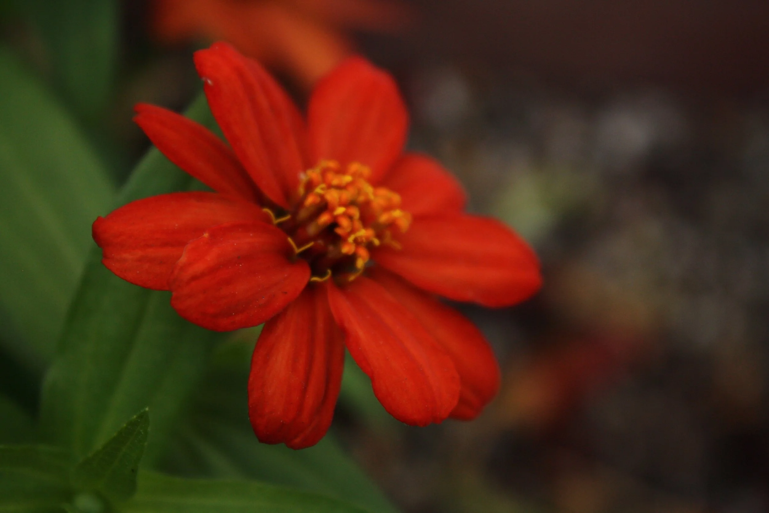 flower