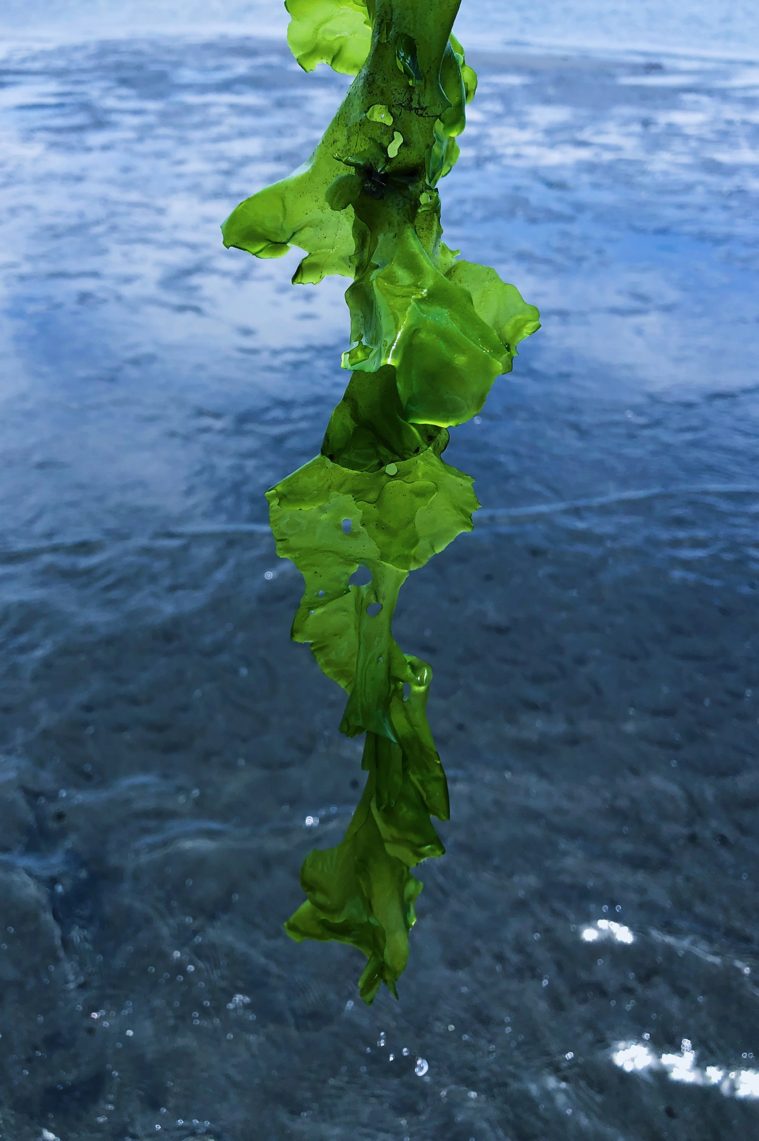 Fluorescent Seaweed