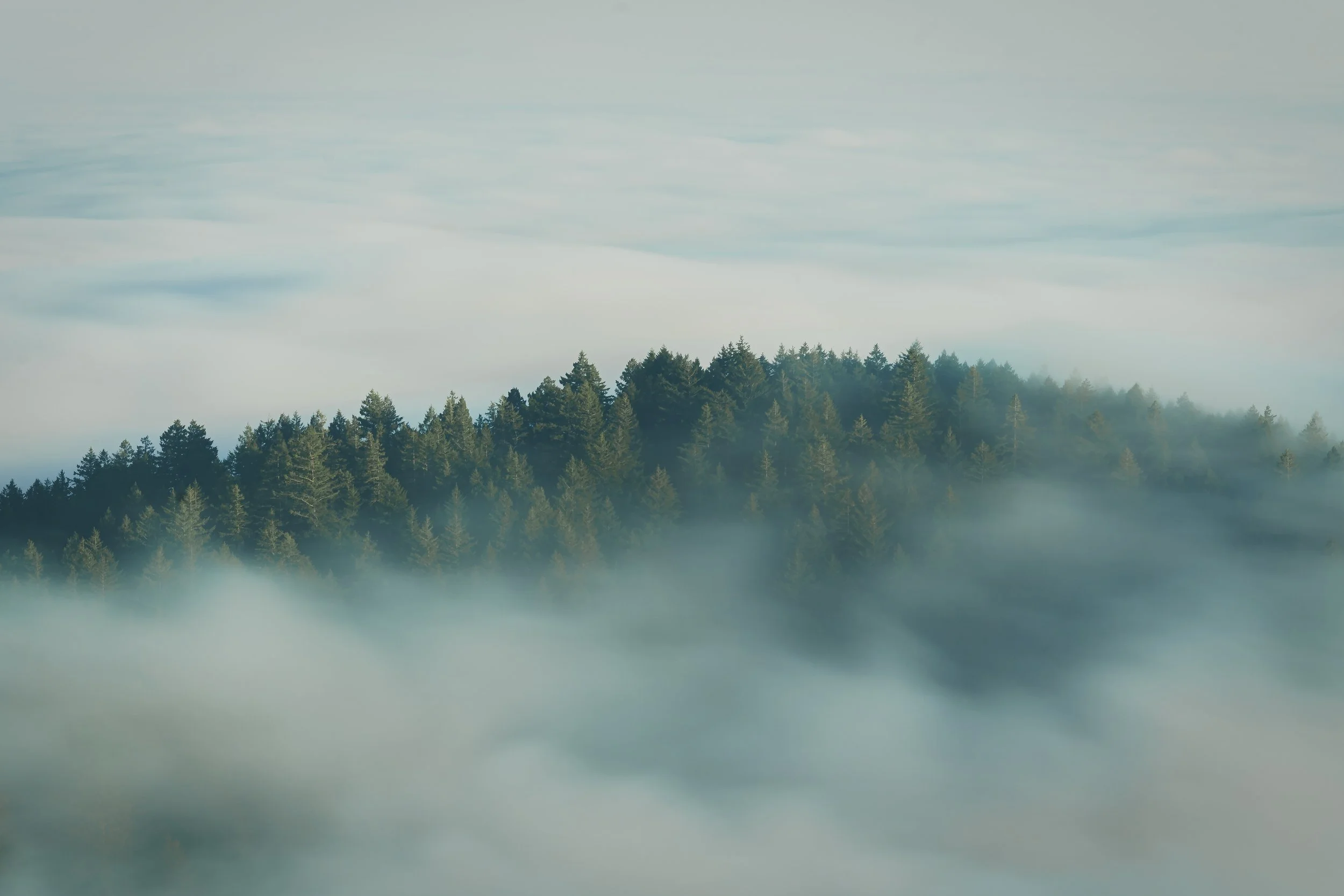 Forgotten Island